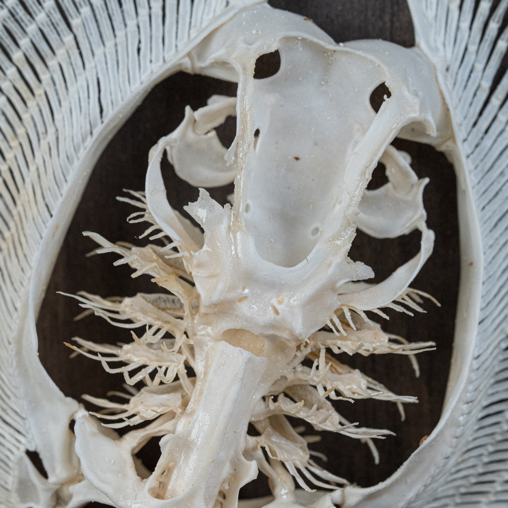 museum specimen collection bone collection, skeleton collection oddities and curiosities real stingray skeleton, cartilage fish skeleton like ray and sharks Stingray barb real fish skeleton real fish bone gothic wall decoration