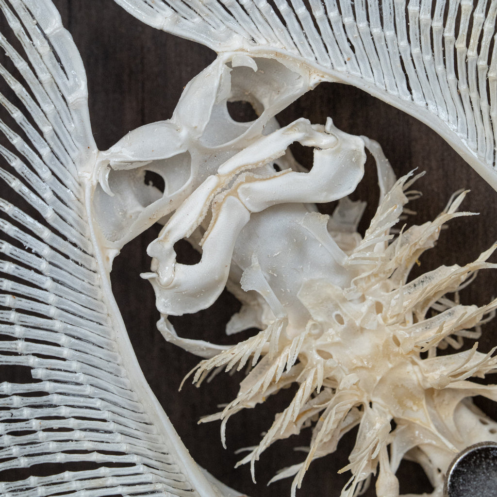 museum specimen collection bone collection, skeleton collection oddities and curiosities real stingray skeleton, cartilage fish skeleton like ray and sharks Stingray barb real fish skeleton real fish bone gothic wall decoration
