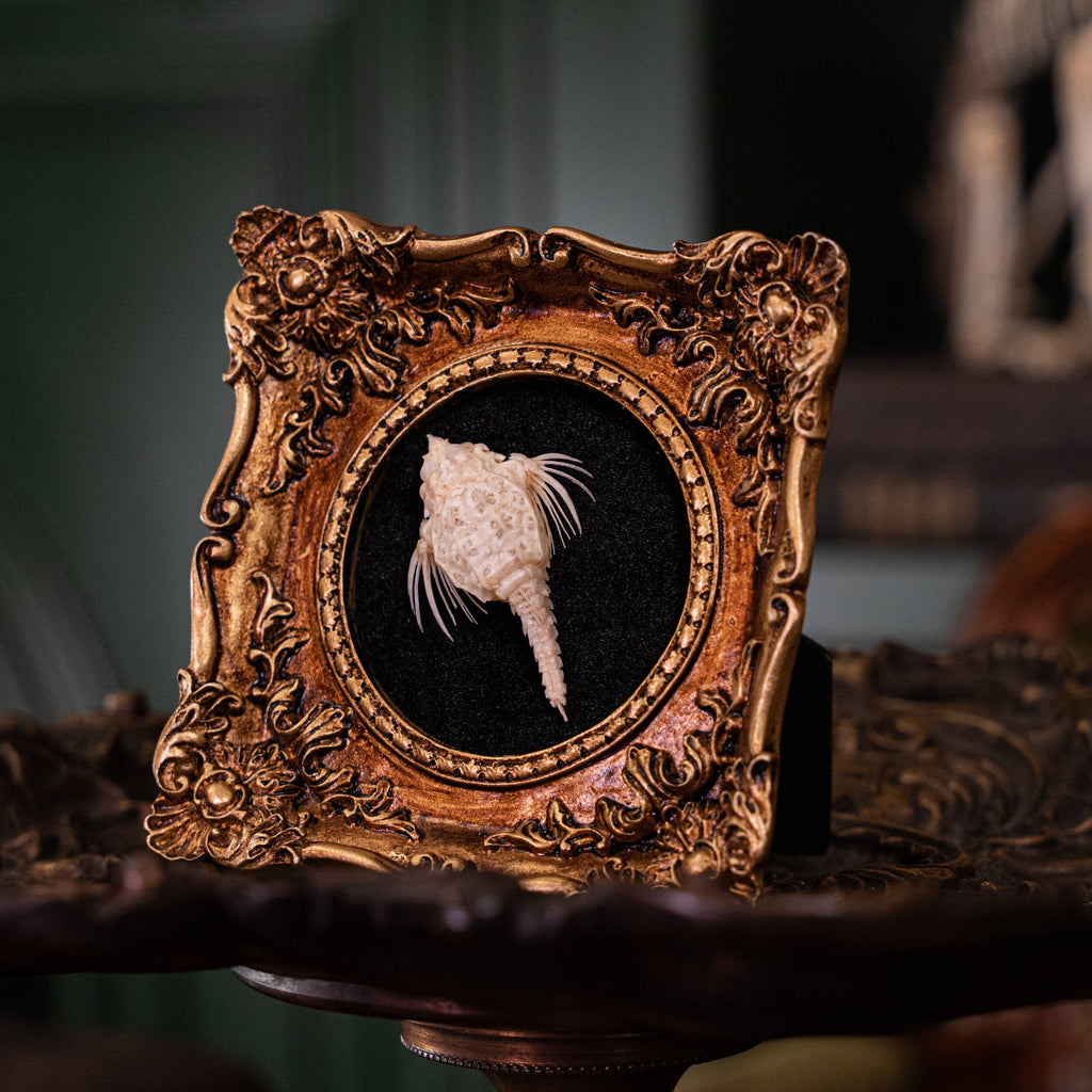 museum specimen collection bone collection, skeleton collection oddities and curiosities Real fish skeleton taxidermy real fish skull trophy fish taxidermy Seamoth skeleton Sea moth skeleton Victorian vintage frame Pegasidae Dragonfish