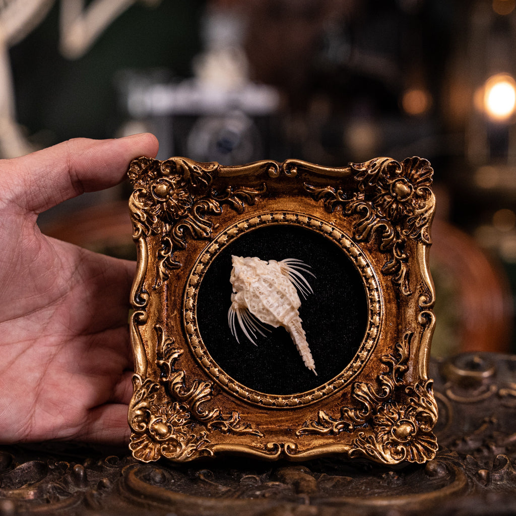 museum specimen collection bone collection, skeleton collection oddities and curiosities Real fish skeleton taxidermy real fish skull trophy fish taxidermy Seamoth skeleton Sea moth skeleton Victorian vintage frame Pegasidae Dragonfish