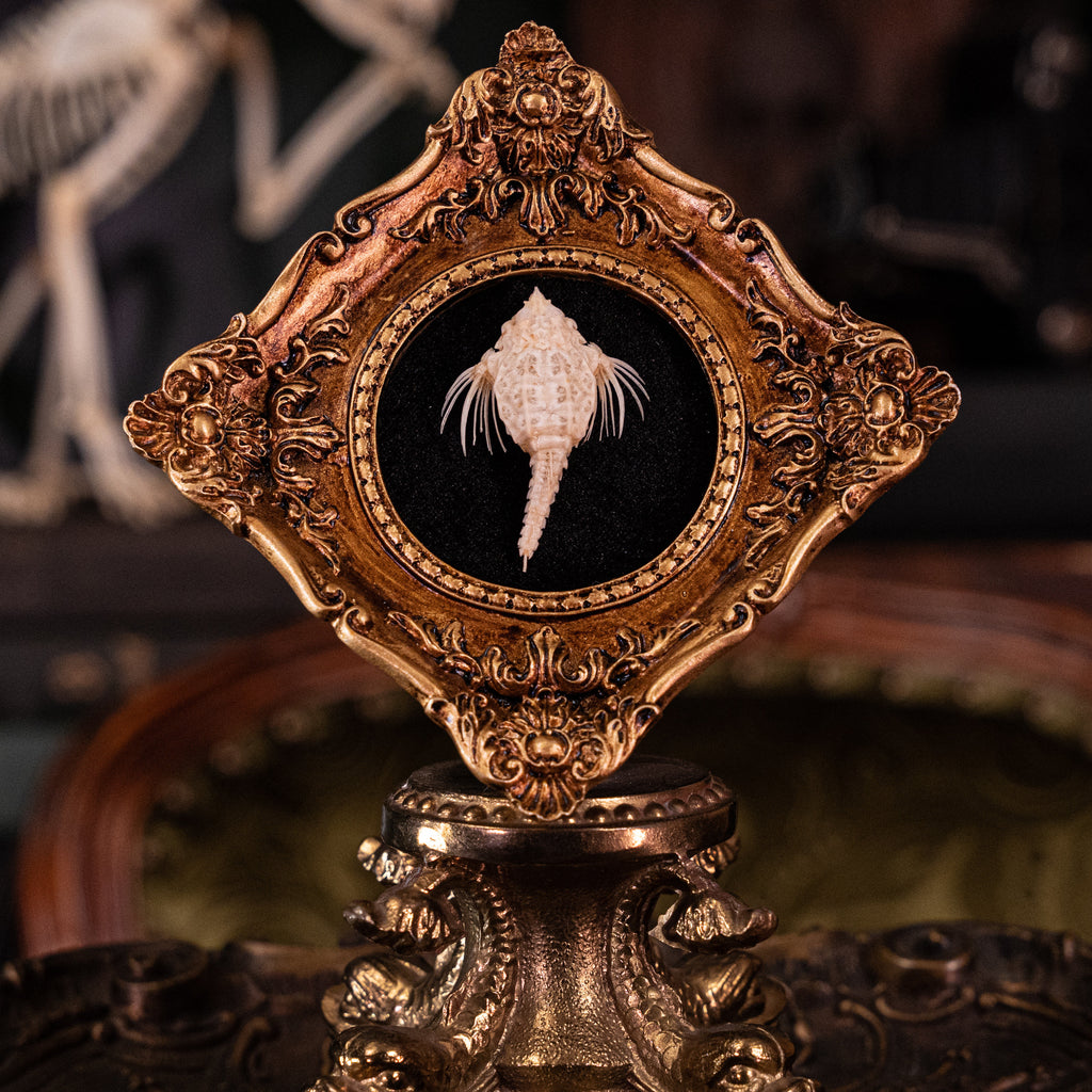 museum specimen collection bone collection, skeleton collection oddities and curiosities Real fish skeleton taxidermy real fish skull trophy fish taxidermy Seamoth skeleton Sea moth skeleton Victorian vintage frame Pegasidae Dragonfish