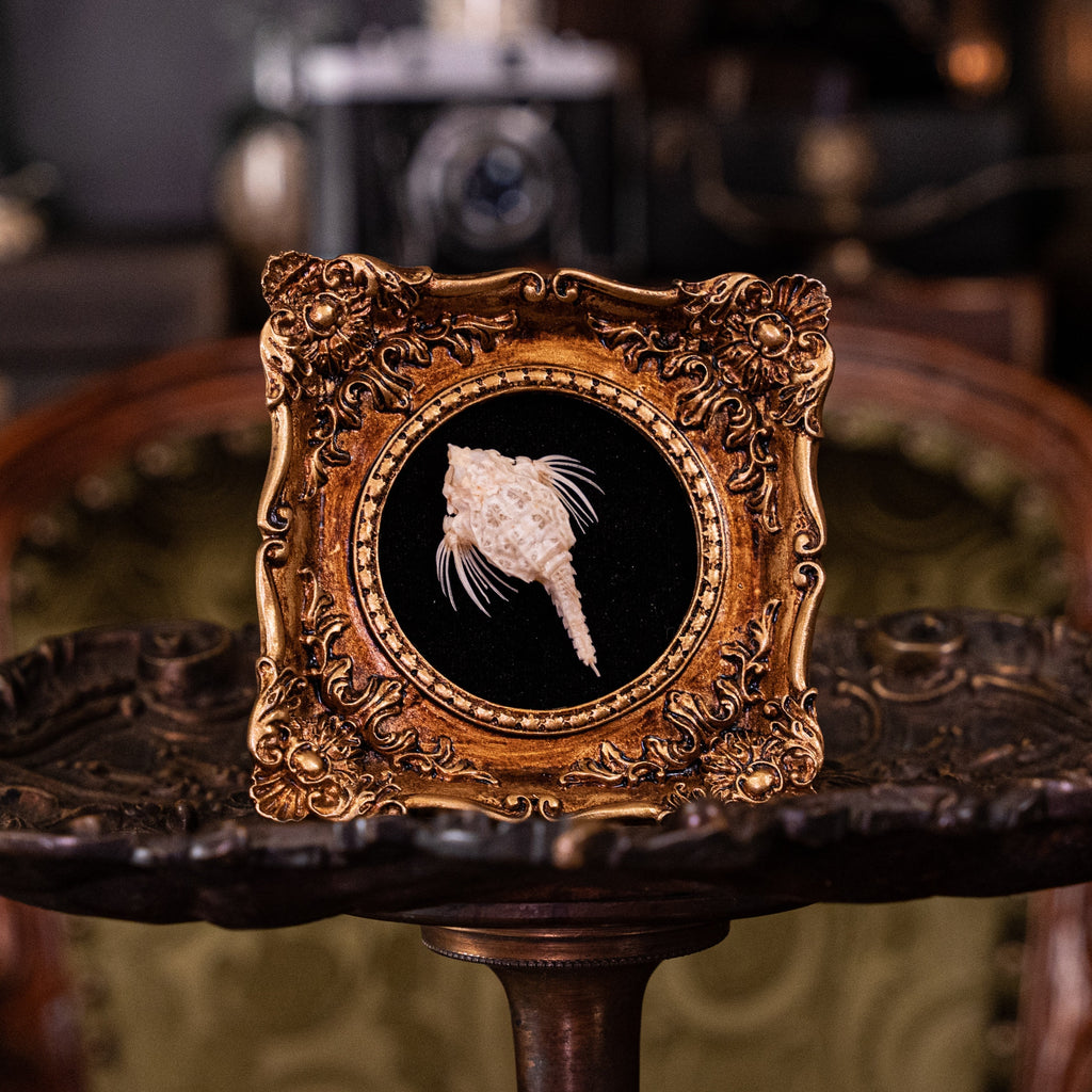 museum specimen collection bone collection, skeleton collection oddities and curiosities Real fish skeleton taxidermy real fish skull trophy fish taxidermy Seamoth skeleton Sea moth skeleton Victorian vintage frame Pegasidae Dragonfish