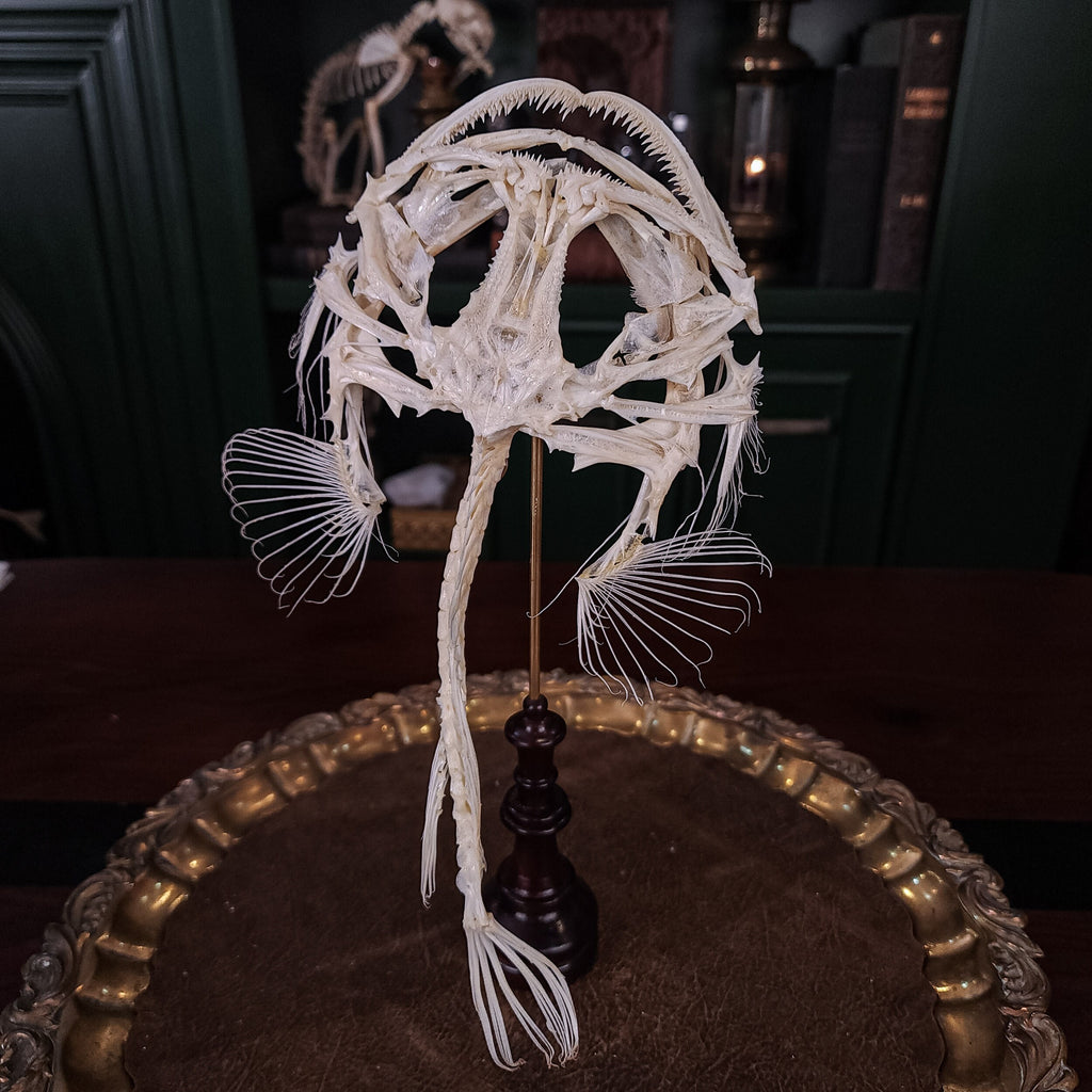 museum specimen collection bone collection, skeleton collection oddities and curiosities real fish skeleton real fish taxidermy Lophius piscatorius Linnaeus monkfish anglerfish skeleton anglerfish taxidermy anglerfish skull anglerfish anatomy