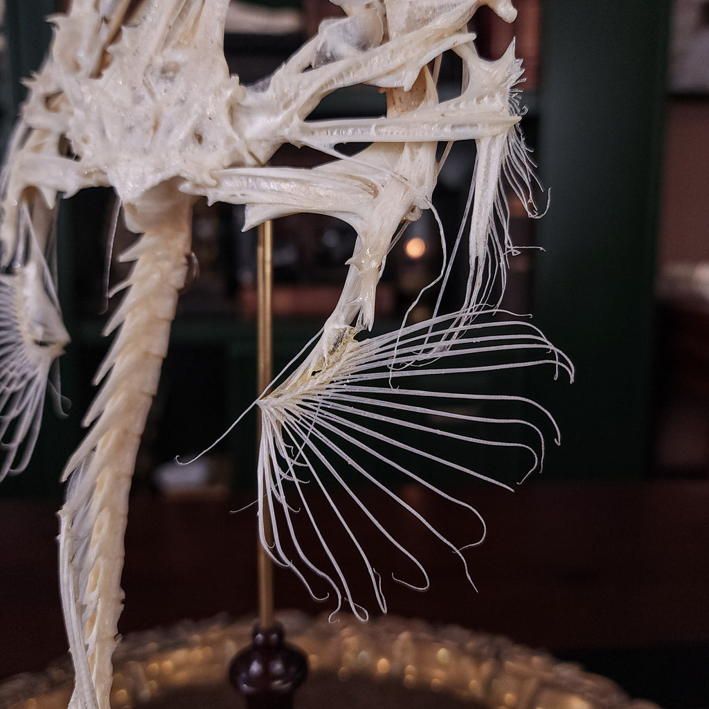 museum specimen collection bone collection, skeleton collection oddities and curiosities real fish skeleton real fish taxidermy Lophius piscatorius Linnaeus monkfish anglerfish skeleton anglerfish taxidermy anglerfish skull anglerfish anatomy