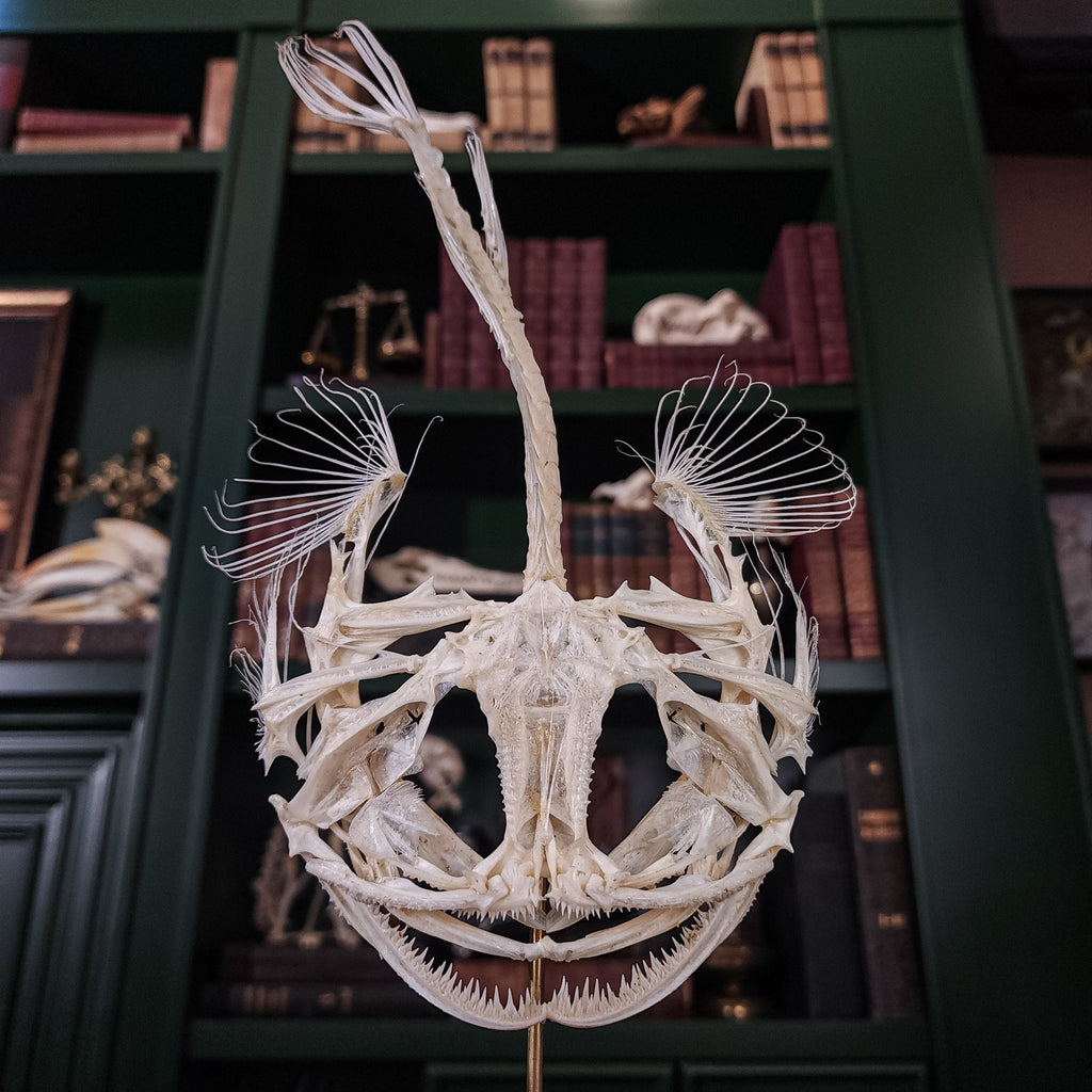 museum specimen collection bone collection, skeleton collection oddities and curiosities real fish skeleton real fish taxidermy Lophius piscatorius Linnaeus monkfish anglerfish skeleton anglerfish taxidermy anglerfish skull anglerfish anatomy