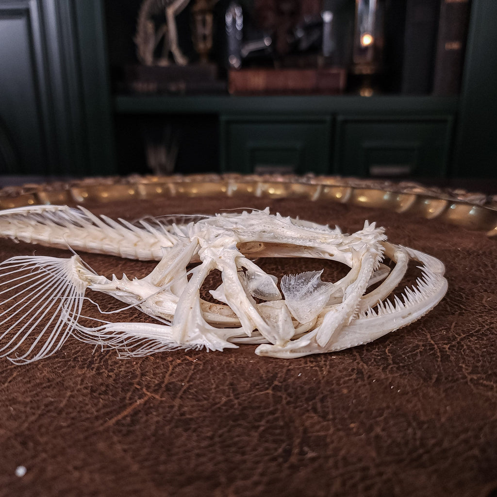 museum specimen collection bone collection, skeleton collection oddities and curiosities real fish skeleton real fish taxidermy Lophius piscatorius Linnaeus monkfish anglerfish skeleton anglerfish taxidermy anglerfish skull anglerfish anatomy
