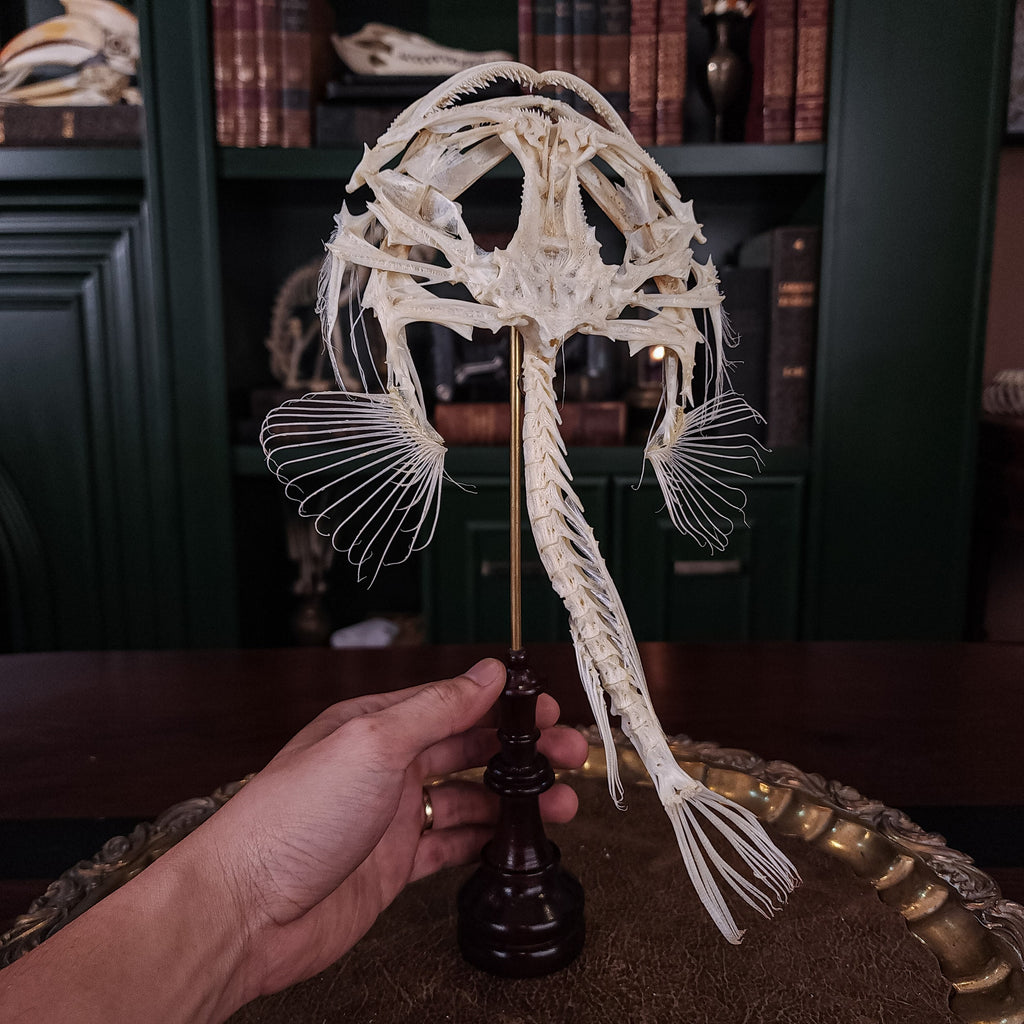 museum specimen collection bone collection, skeleton collection oddities and curiosities real fish skeleton real fish taxidermy Lophius piscatorius Linnaeus monkfish anglerfish skeleton anglerfish taxidermy anglerfish skull anglerfish anatomy