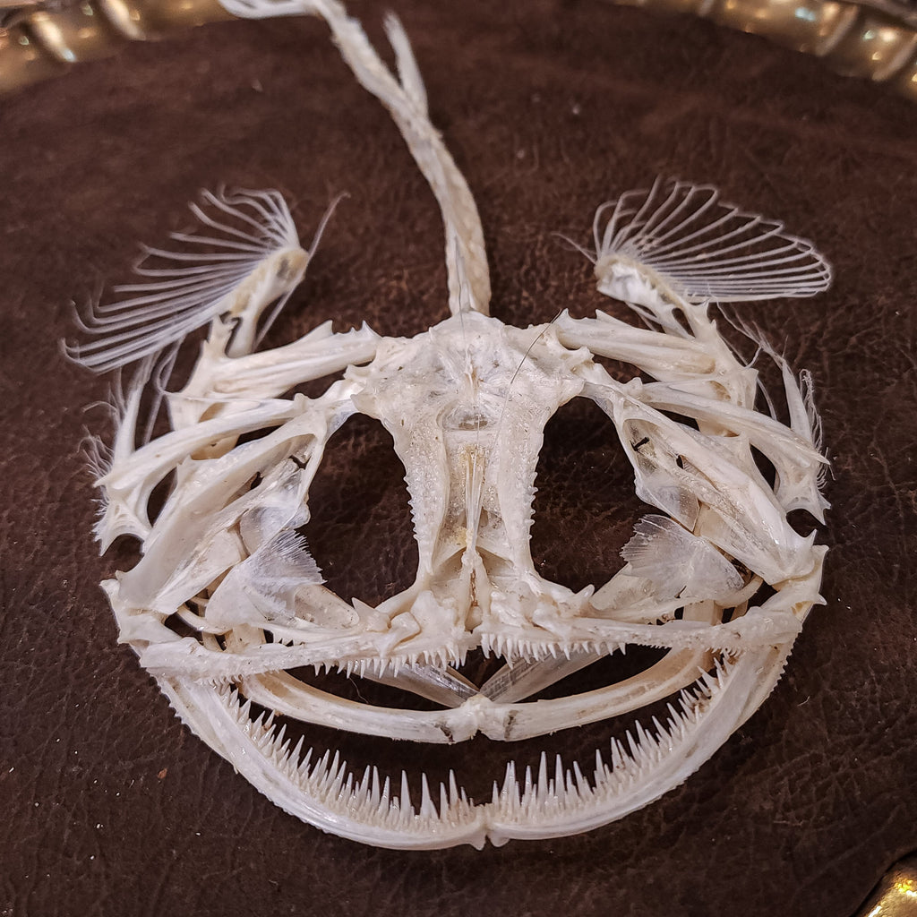 museum specimen collection bone collection, skeleton collection oddities and curiosities real fish skeleton real fish taxidermy Lophius piscatorius Linnaeus monkfish anglerfish skeleton anglerfish taxidermy anglerfish skull anglerfish anatomy