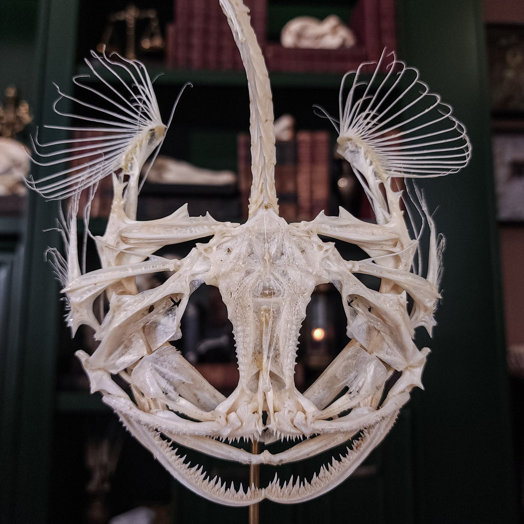 Real Monkfish skeleton, Lophius, frog fish, sea devils monster fish anatomy