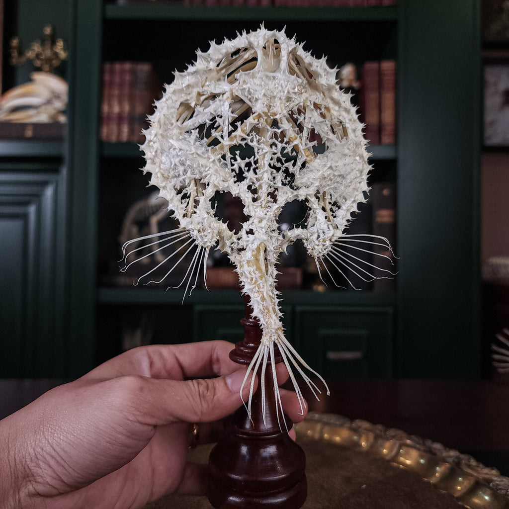 museum specimen collection bone collection, skeleton collection oddities and curiosities real starry batfish real starry seabat real fish skeleton real fish taxidermy starry handfish Ogcocephalidae Halieutaea