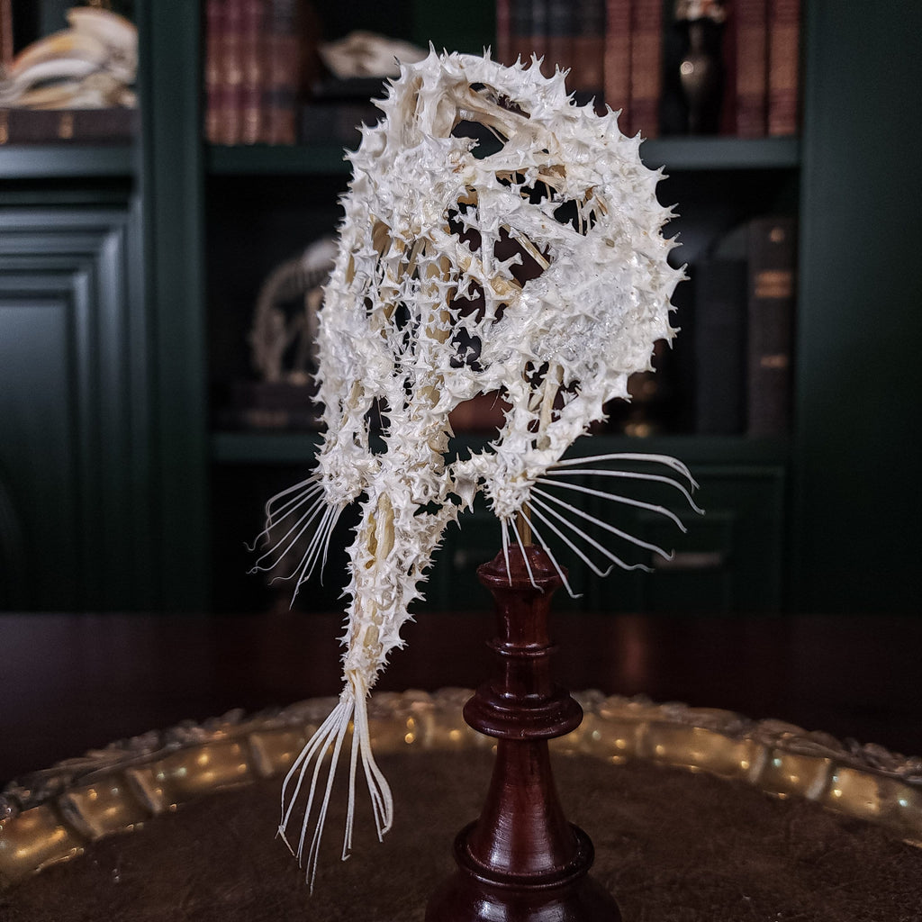 museum specimen collection bone collection, skeleton collection oddities and curiosities real starry batfish real starry seabat real fish skeleton real fish taxidermy starry handfish Ogcocephalidae Halieutaea