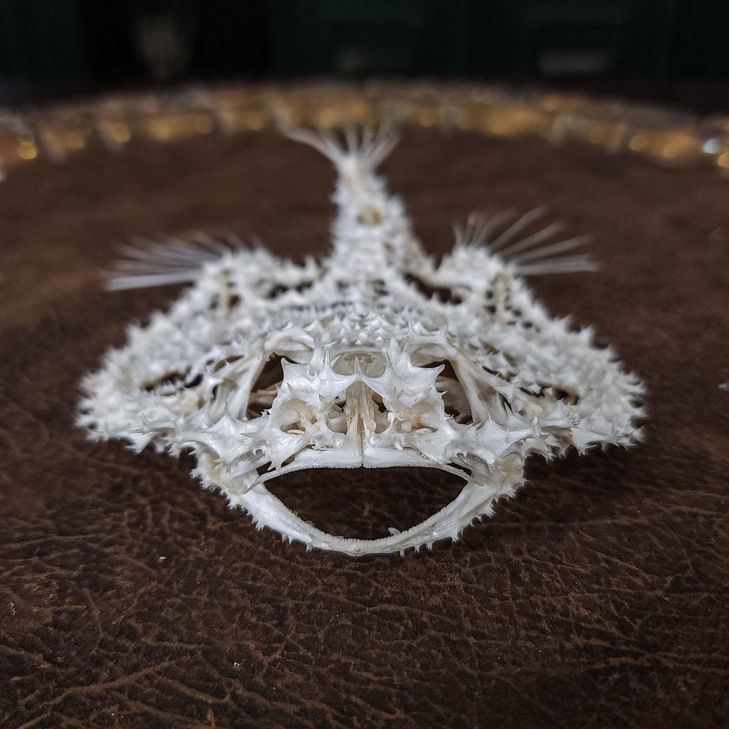 museum specimen collection bone collection, skeleton collection oddities and curiosities real starry batfish real starry seabat real fish skeleton real fish taxidermy starry handfish Ogcocephalidae Halieutaea