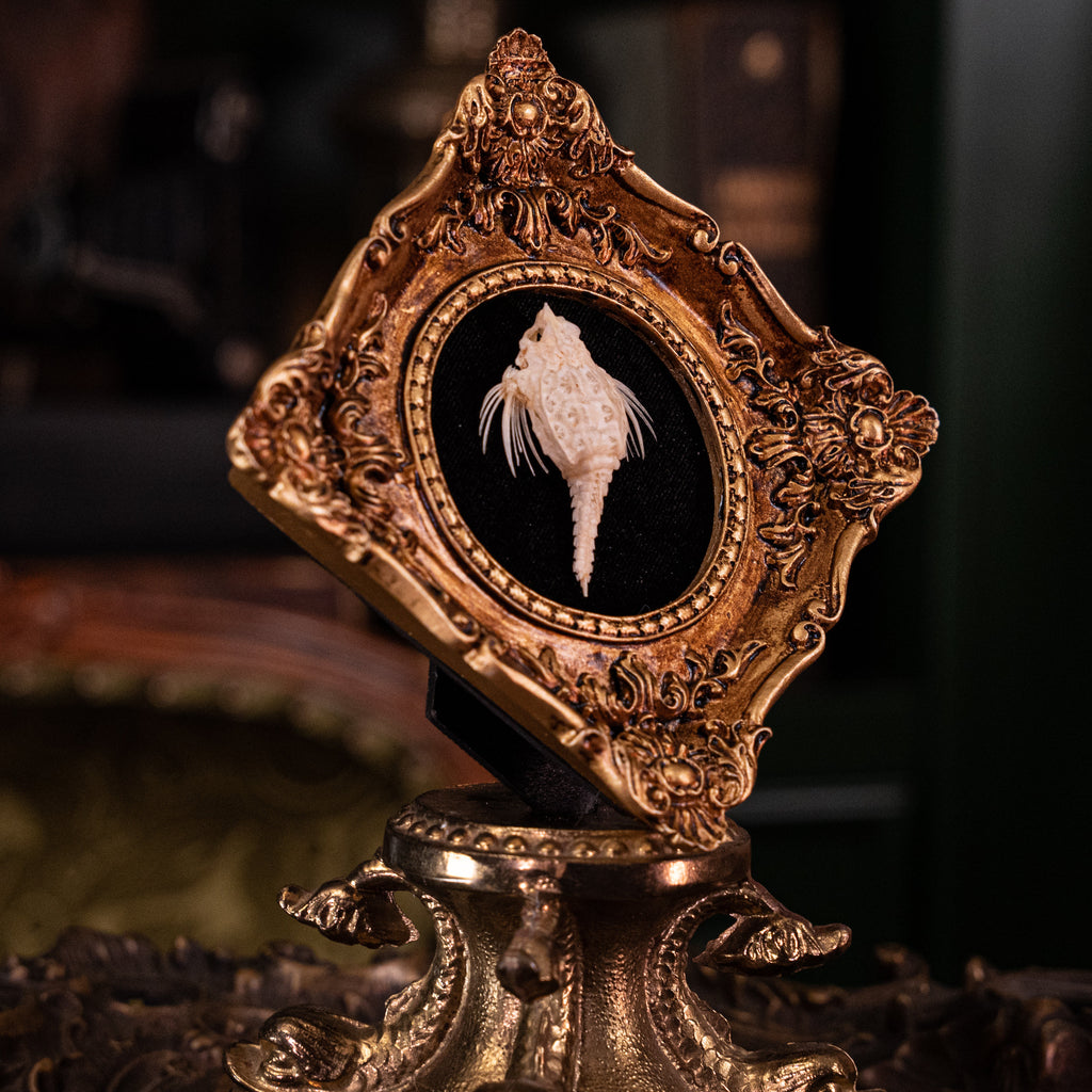 museum specimen collection bone collection, skeleton collection oddities and curiosities Real fish skeleton taxidermy real fish skull trophy fish taxidermy Seamoth skeleton Sea moth skeleton Victorian vintage frame Pegasidae Dragonfish