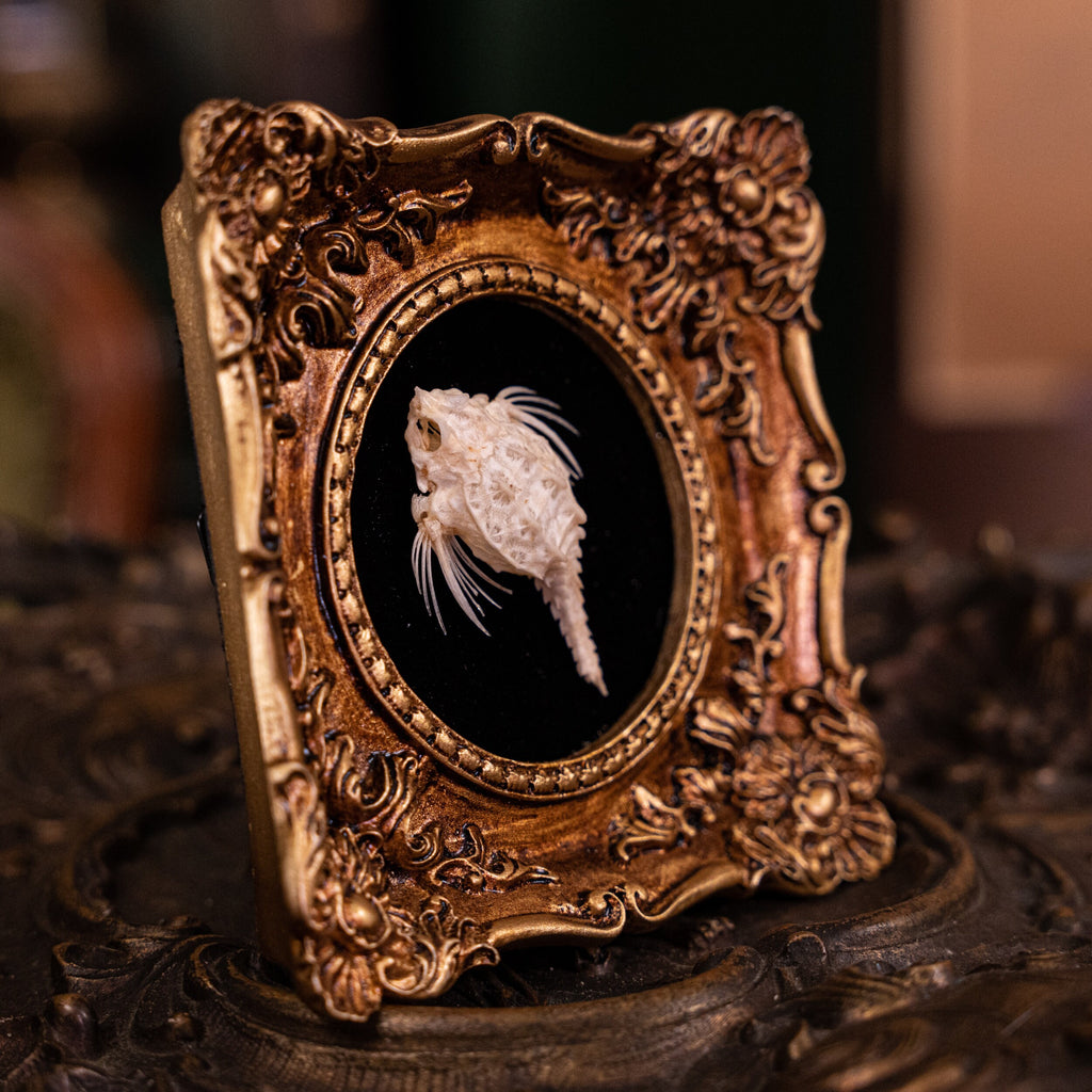 museum specimen collection bone collection, skeleton collection oddities and curiosities Real fish skeleton taxidermy real fish skull trophy fish taxidermy Seamoth skeleton Sea moth skeleton Victorian vintage frame Pegasidae Dragonfish
