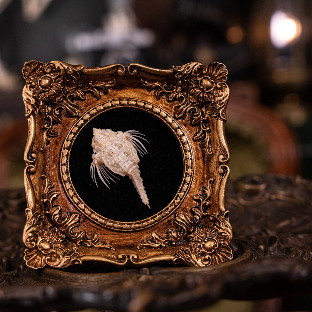 museum specimen collection bone collection, skeleton collection oddities and curiosities Real fish skeleton taxidermy real fish skull trophy fish taxidermy Seamoth skeleton Sea moth skeleton Victorian vintage frame Pegasidae Dragonfish