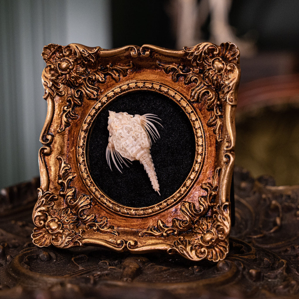 museum specimen collection bone collection, skeleton collection oddities and curiosities Real fish skeleton taxidermy real fish skull trophy fish taxidermy Seamoth skeleton Sea moth skeleton Victorian vintage frame Pegasidae Dragonfish