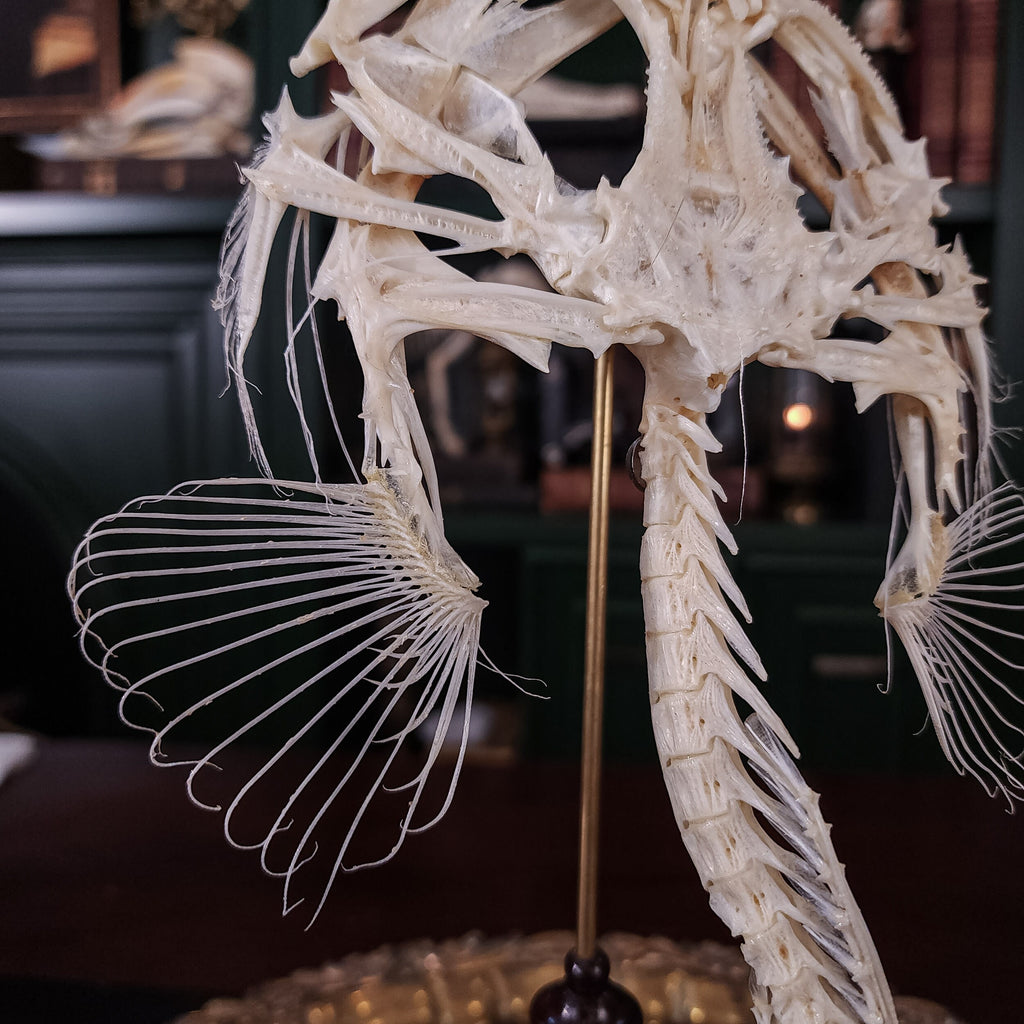 museum specimen collection bone collection, skeleton collection oddities and curiosities real fish skeleton real fish taxidermy Lophius piscatorius Linnaeus monkfish anglerfish skeleton anglerfish taxidermy anglerfish skull anglerfish anatomy