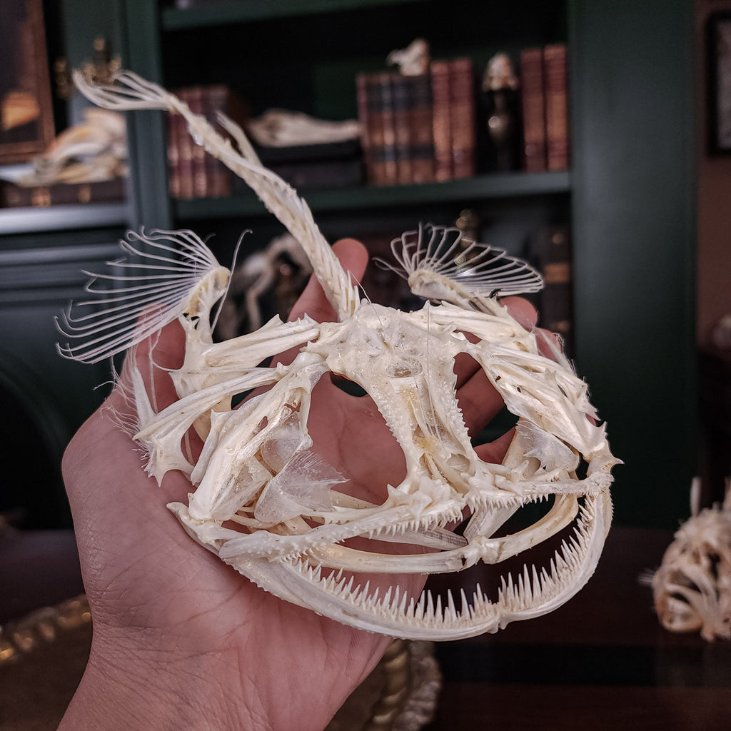 museum specimen collection bone collection, skeleton collection oddities and curiosities real fish skeleton real fish taxidermy Lophius piscatorius Linnaeus monkfish anglerfish skeleton anglerfish taxidermy anglerfish skull anglerfish anatomy