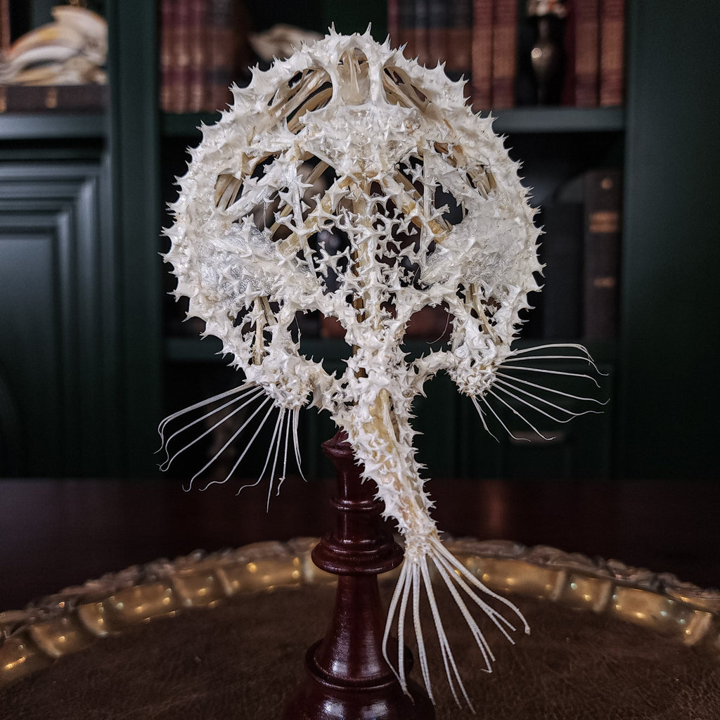 museum specimen collection bone collection, skeleton collection oddities and curiosities real starry batfish real starry seabat real fish skeleton real fish taxidermy starry handfish Ogcocephalidae Halieutaea