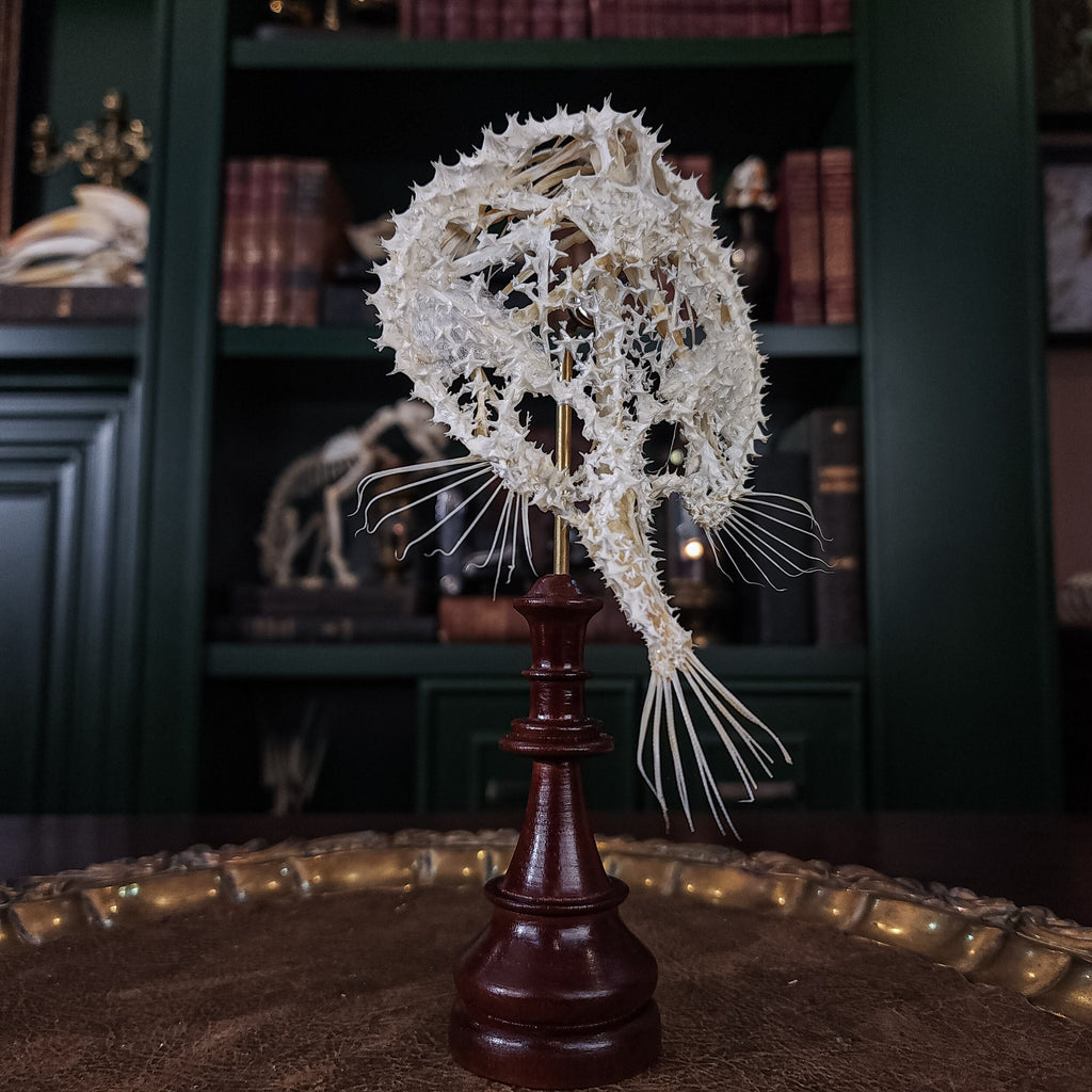 museum specimen collection bone collection, skeleton collection oddities and curiosities real starry batfish real starry seabat real fish skeleton real fish taxidermy starry handfish Ogcocephalidae Halieutaea