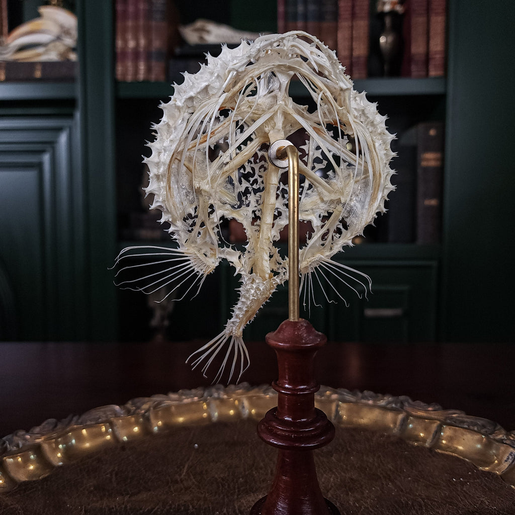 museum specimen collection bone collection, skeleton collection oddities and curiosities real starry batfish real starry seabat real fish skeleton real fish taxidermy starry handfish Ogcocephalidae Halieutaea