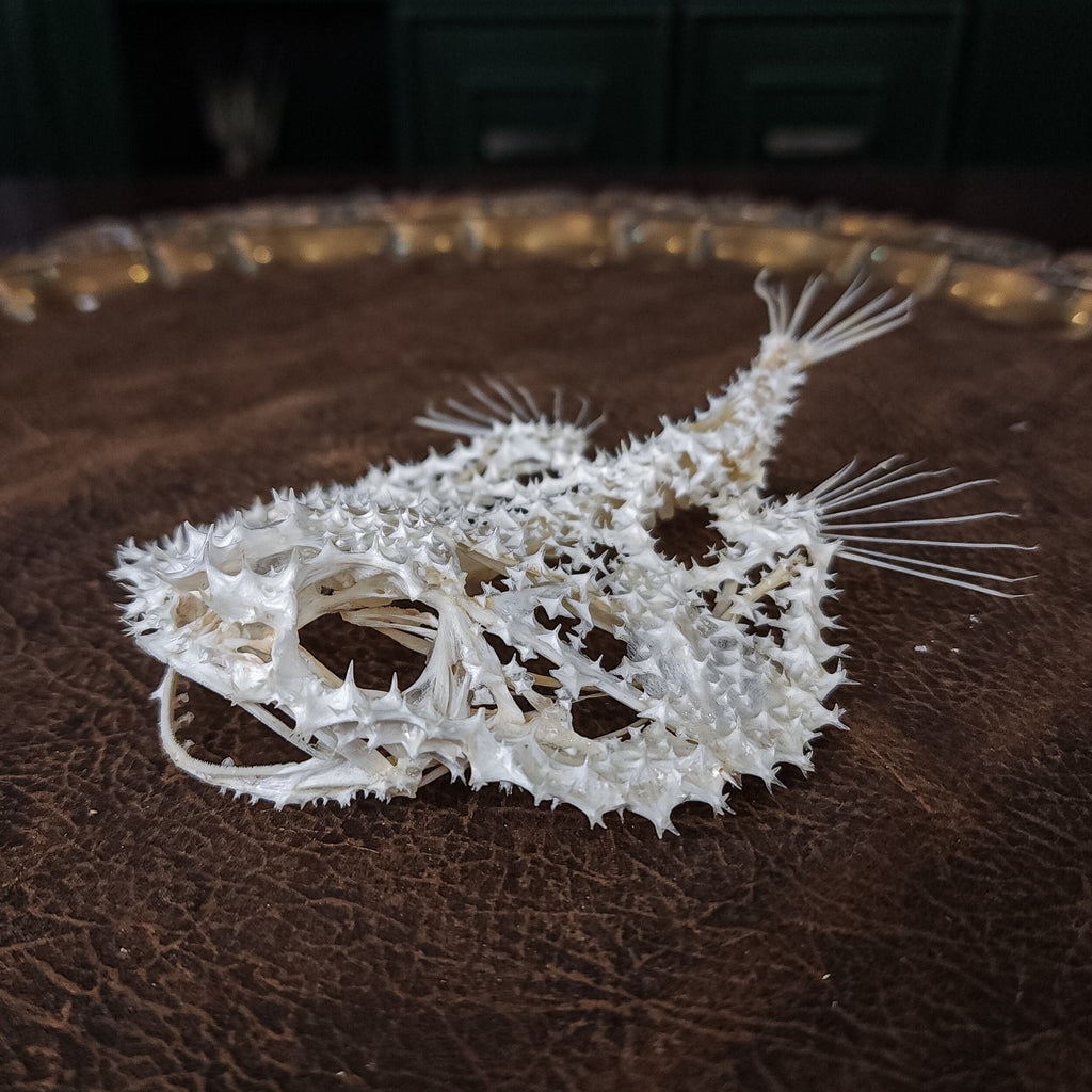 museum specimen collection bone collection, skeleton collection oddities and curiosities real starry batfish real starry seabat real fish skeleton real fish taxidermy starry handfish Ogcocephalidae Halieutaea