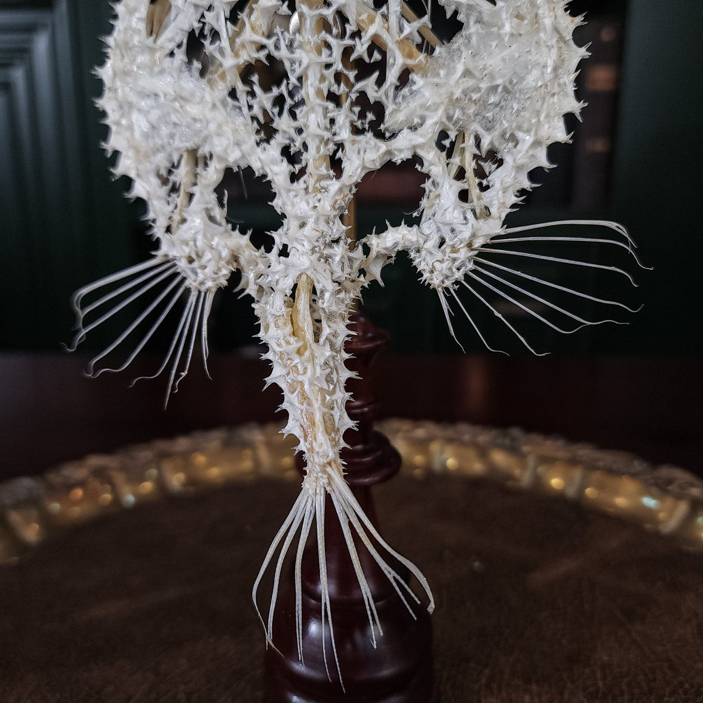 museum specimen collection bone collection, skeleton collection oddities and curiosities real starry batfish real starry seabat real fish skeleton real fish taxidermy starry handfish Ogcocephalidae Halieutaea