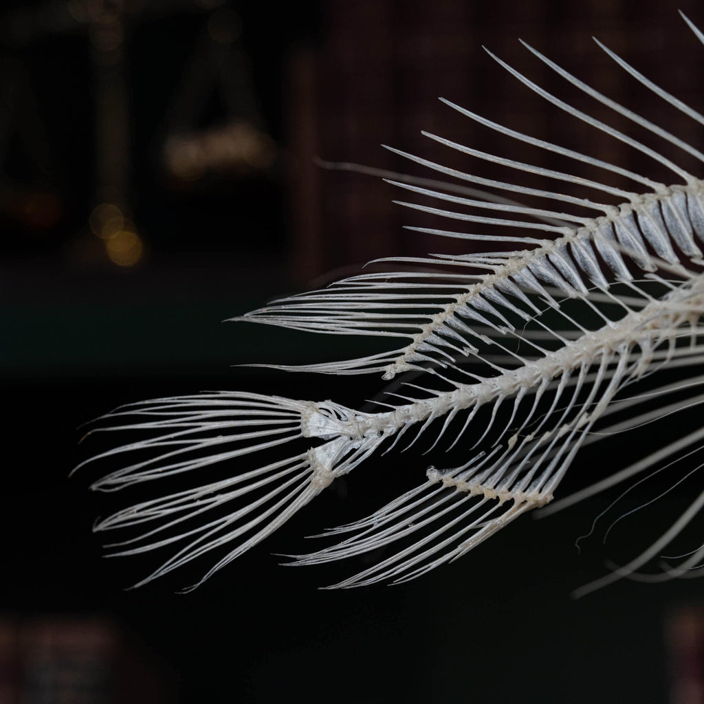 museum specimen collection bone collection, skeleton collection oddities and curiosities real fish taxidermy real lionfish skeleton lionfish taxidermy Pterois venomous marine fish real fish anatomy museum grade, craft grade skeleton