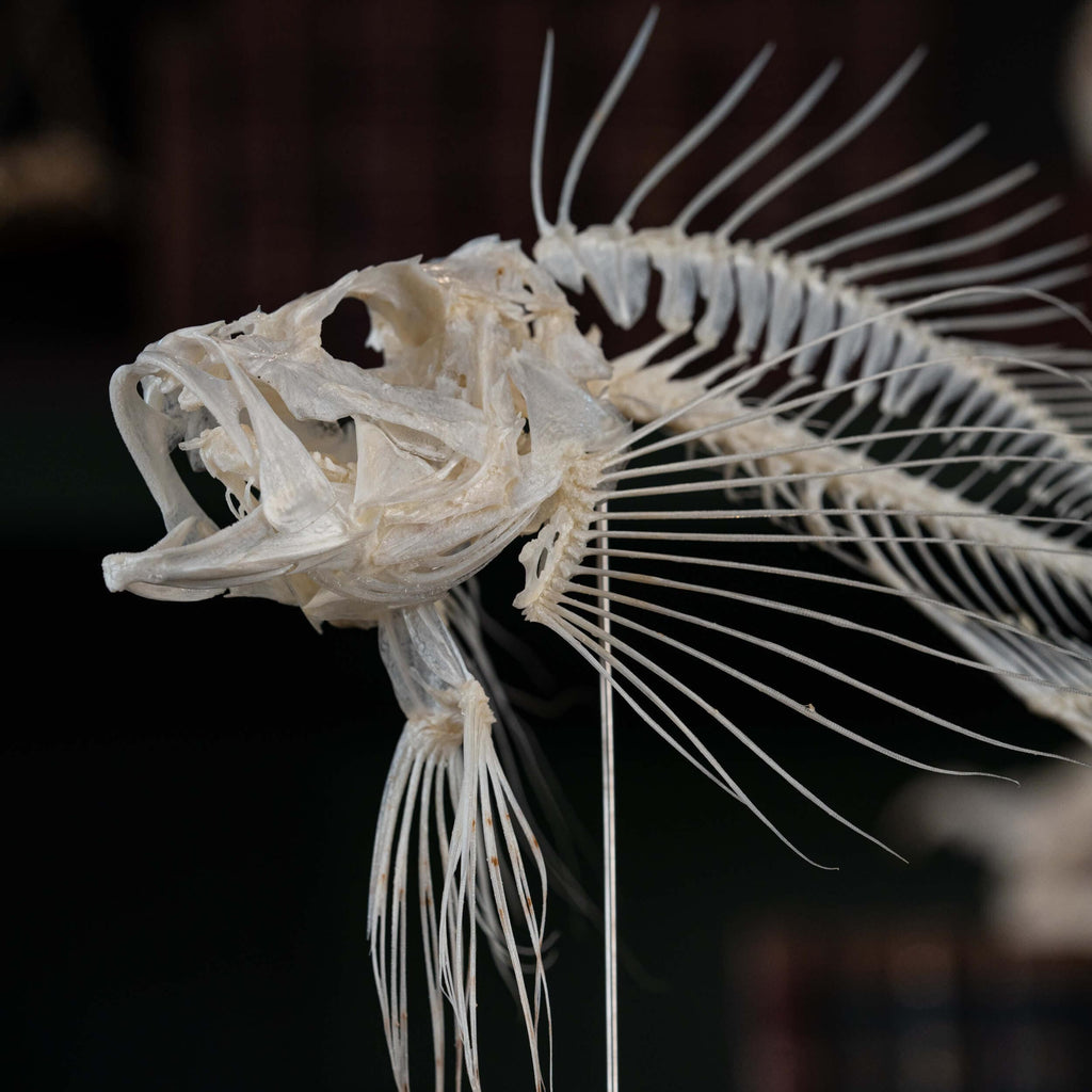 museum specimen collection bone collection, skeleton collection oddities and curiosities real fish taxidermy real lionfish skeleton lionfish taxidermy Pterois venomous marine fish real fish anatomy museum grade, craft grade skeleton