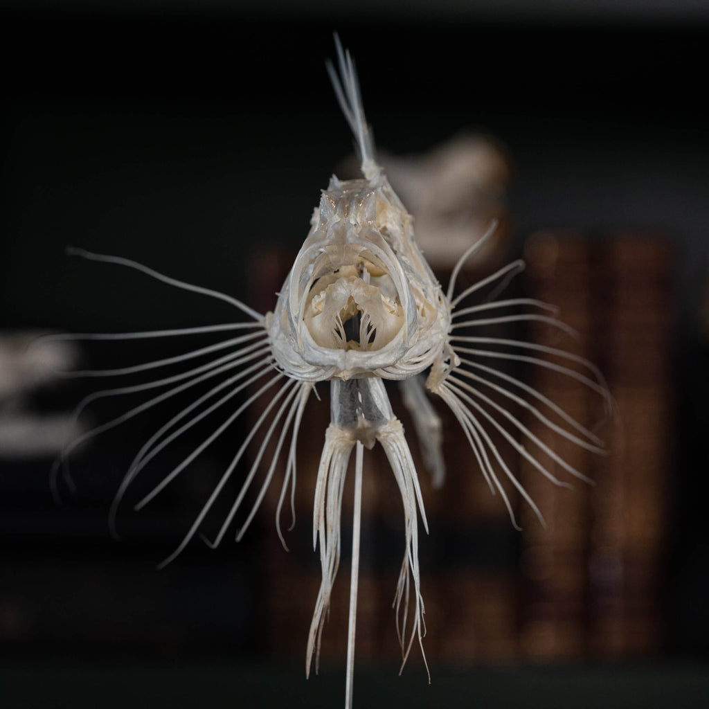 museum specimen collection bone collection, skeleton collection oddities and curiosities real fish taxidermy real lionfish skeleton lionfish taxidermy Pterois venomous marine fish real fish anatomy museum grade, craft grade skeleton