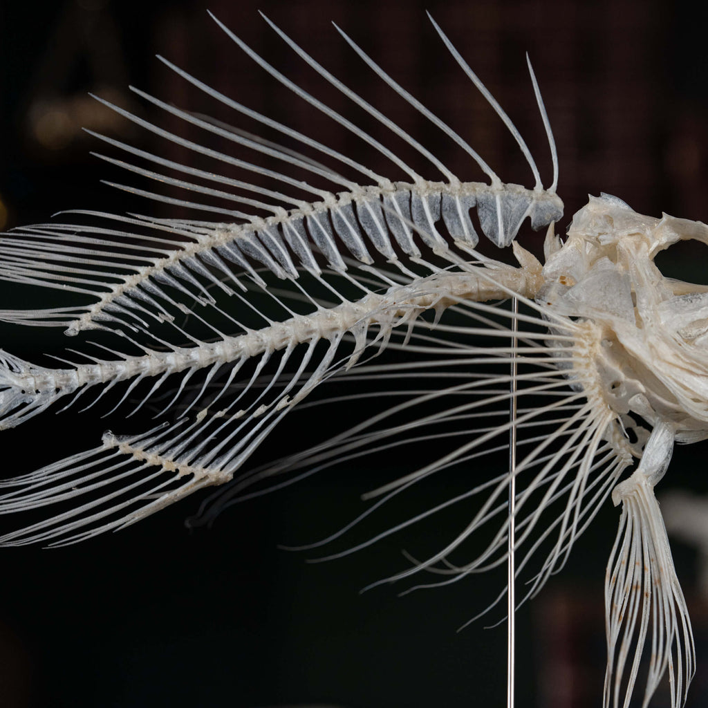 museum specimen collection bone collection, skeleton collection oddities and curiosities real fish taxidermy real lionfish skeleton lionfish taxidermy Pterois venomous marine fish real fish anatomy museum grade, craft grade skeleton