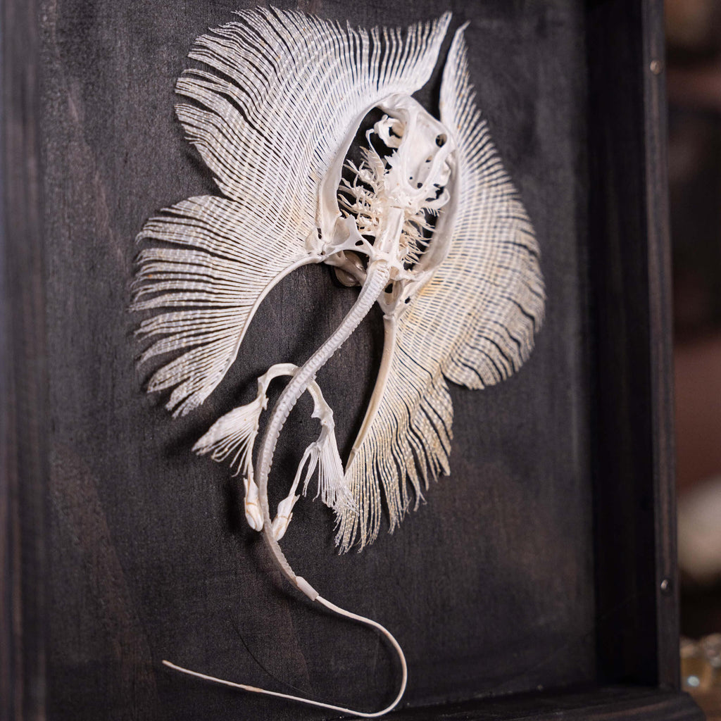 museum specimen collection, bone collection, skeleton collection,  oddities and curiosities,  real stingray skeleton, cartilage fish, skeleton like ray and sharks,  Stingray barb,  real fish skeleton,  real fish bone, gothic wall decoration,