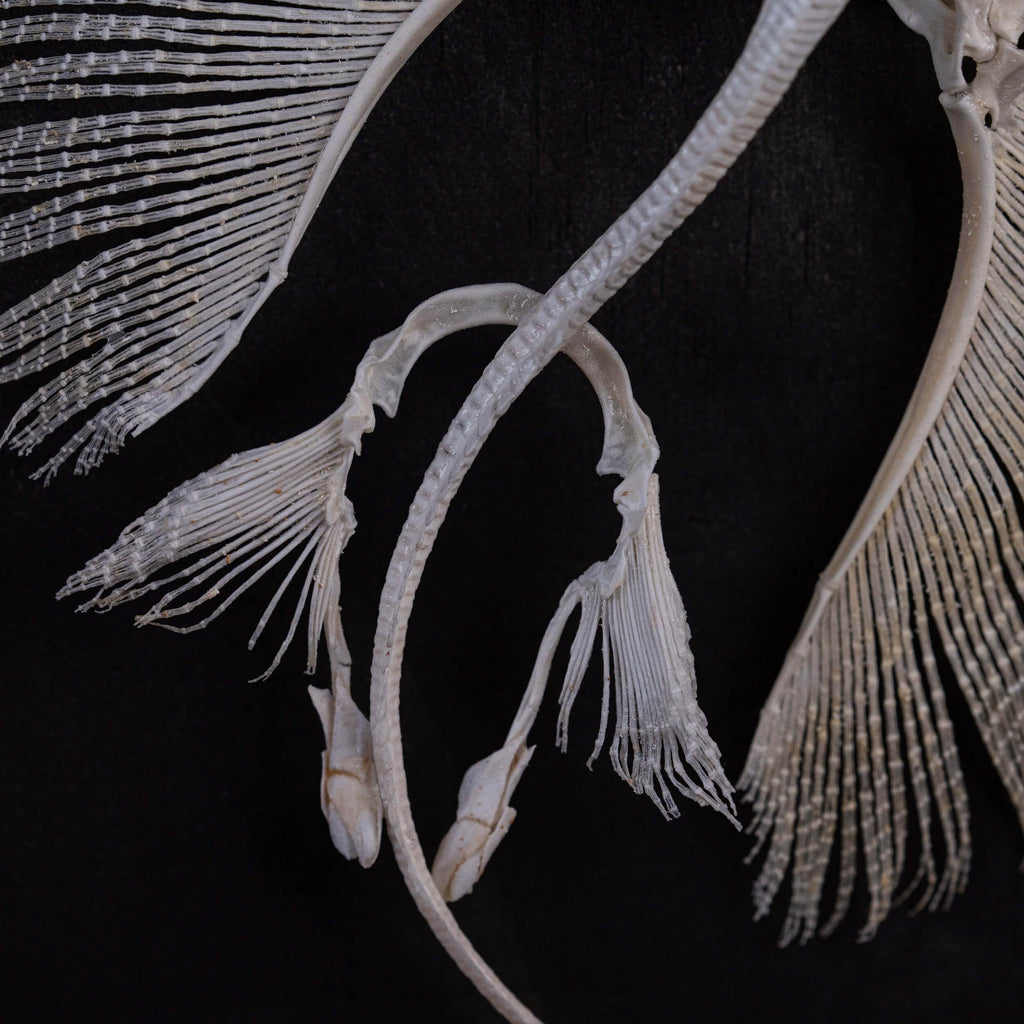 museum specimen collection, bone collection, skeleton collection,  oddities and curiosities,  real stingray skeleton, cartilage fish, skeleton like ray and sharks,  Stingray barb,  real fish skeleton,  real fish bone, gothic wall decoration,