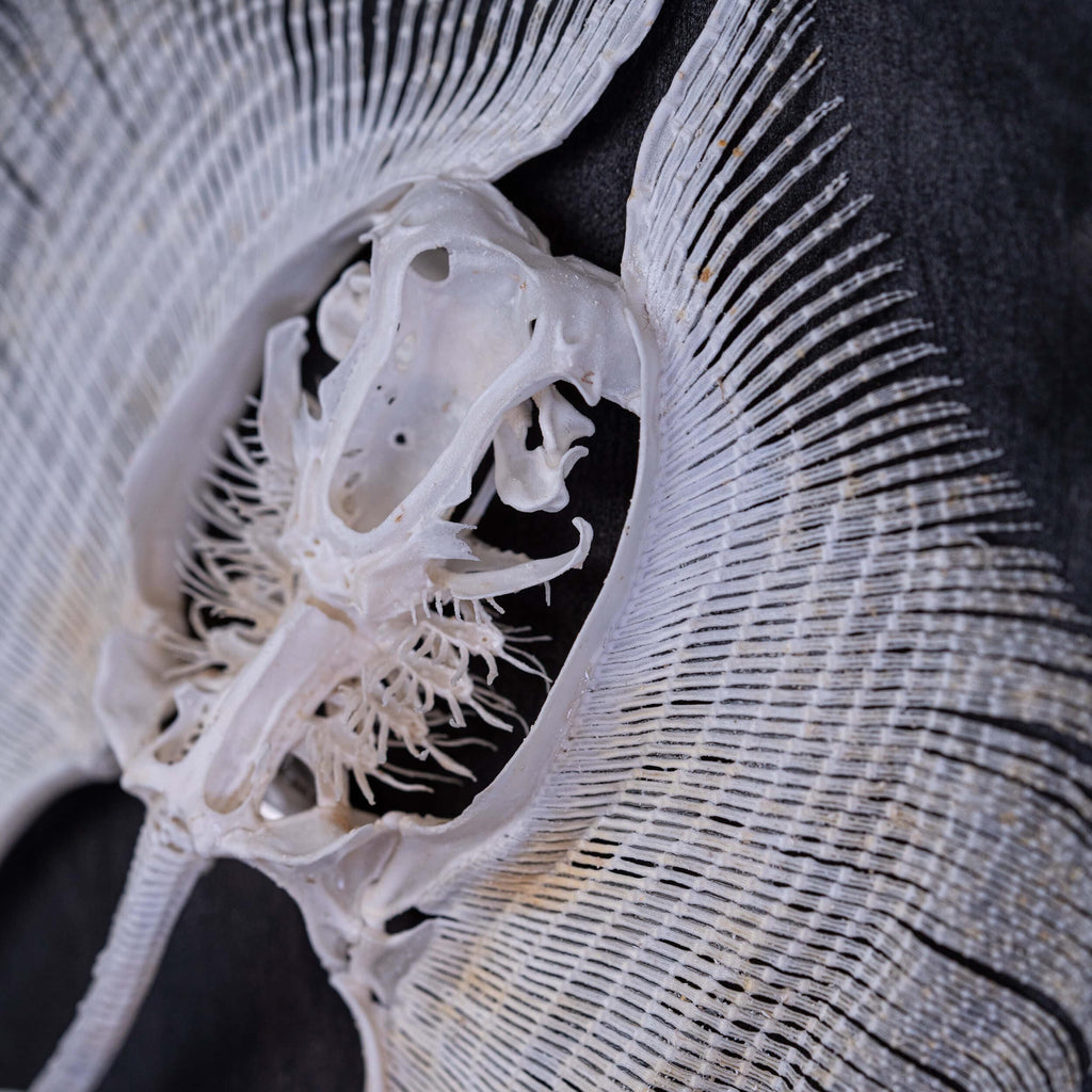 museum specimen collection, bone collection, skeleton collection,  oddities and curiosities,  real stingray skeleton, cartilage fish, skeleton like ray and sharks,  Stingray barb,  real fish skeleton,  real fish bone, gothic wall decoration,
