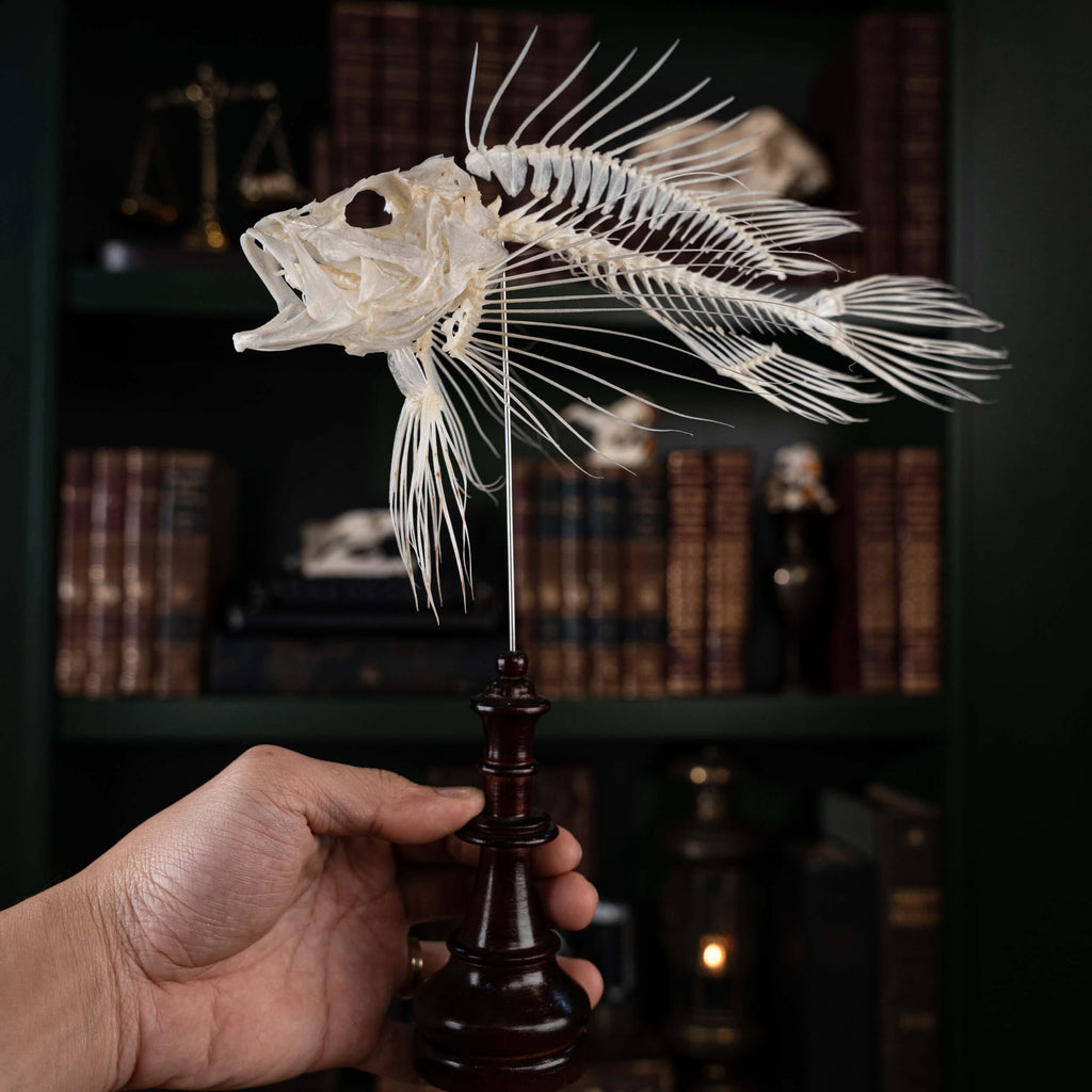 museum specimen collection bone collection, skeleton collection oddities and curiosities real fish taxidermy real lionfish skeleton lionfish taxidermy Pterois venomous marine fish real fish anatomy museum grade, craft grade skeleton