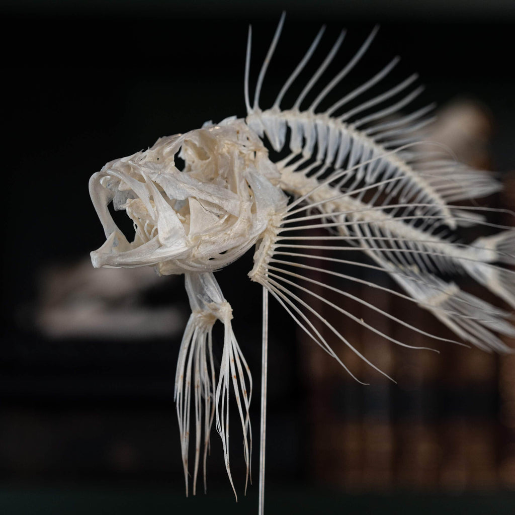 museum specimen collection bone collection, skeleton collection oddities and curiosities real fish taxidermy real lionfish skeleton lionfish taxidermy Pterois venomous marine fish real fish anatomy museum grade, craft grade skeleton