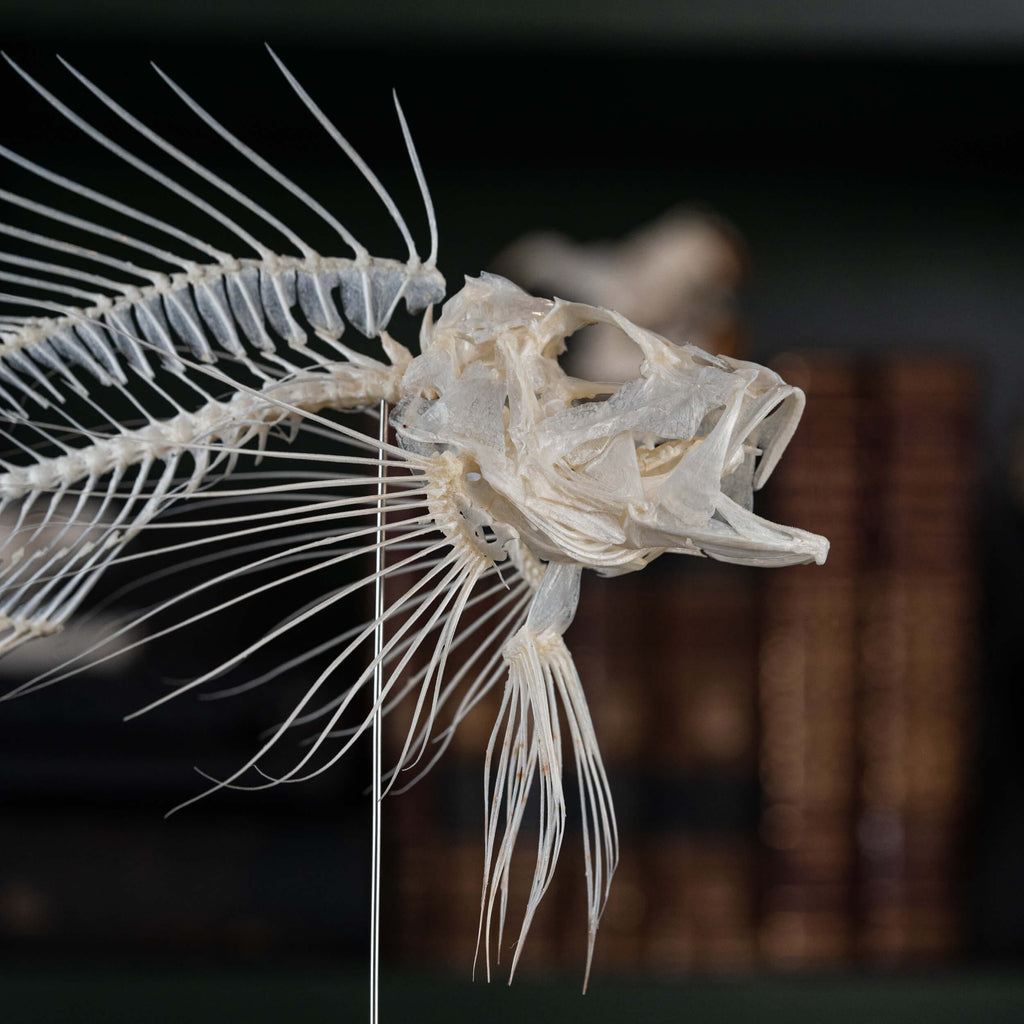 museum specimen collection bone collection, skeleton collection oddities and curiosities real fish taxidermy real lionfish skeleton lionfish taxidermy Pterois venomous marine fish real fish anatomy museum grade, craft grade skeleton