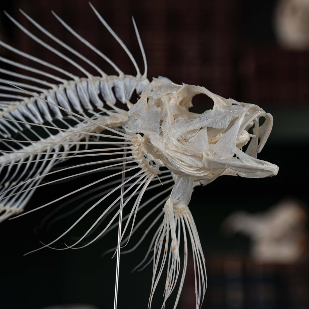 museum specimen collection bone collection, skeleton collection oddities and curiosities real fish taxidermy real lionfish skeleton lionfish taxidermy Pterois venomous marine fish real fish anatomy museum grade, craft grade skeleton