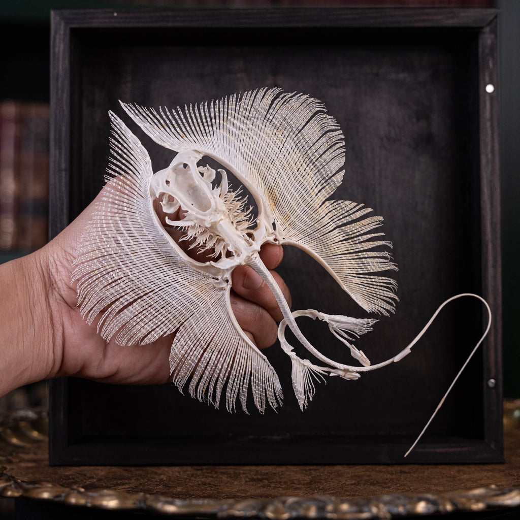 museum specimen collection, bone collection, skeleton collection,  oddities and curiosities,  real stingray skeleton, cartilage fish, skeleton like ray and sharks,  Stingray barb,  real fish skeleton,  real fish bone, gothic wall decoration,