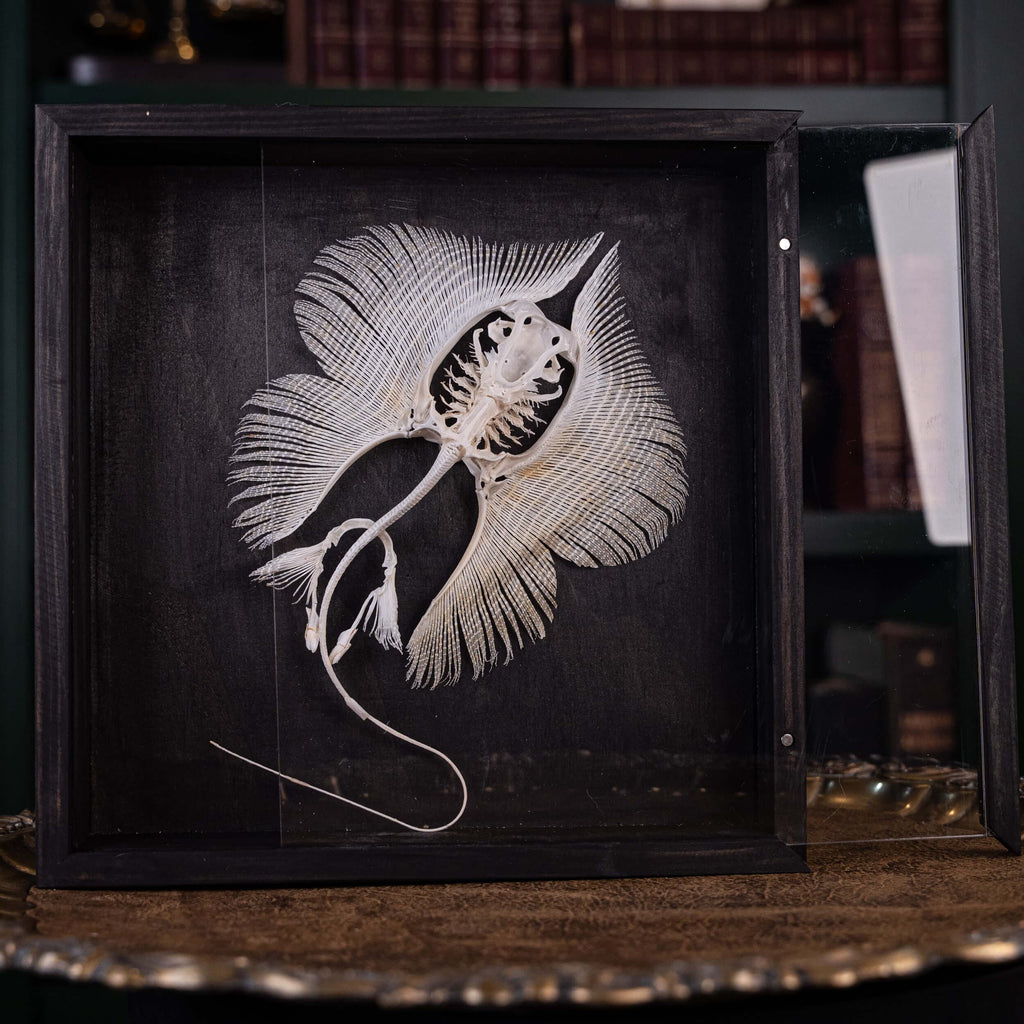 museum specimen collection, bone collection, skeleton collection,  oddities and curiosities,  real stingray skeleton, cartilage fish, skeleton like ray and sharks,  Stingray barb,  real fish skeleton,  real fish bone, gothic wall decoration,