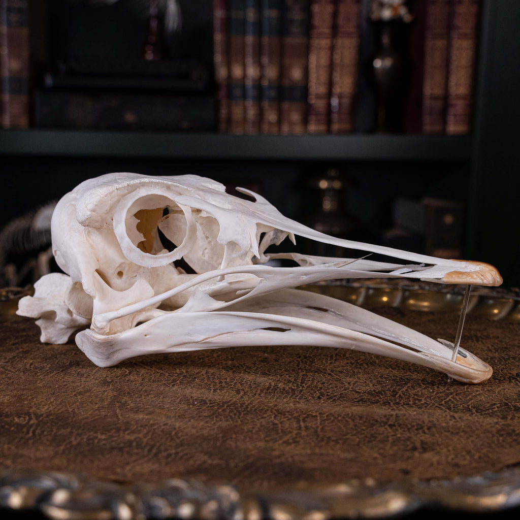 museum specimen collection bone collection, skeleton collection oddities and curiosities real ostrich skull real ostrich skeleton real bird skull biggest bird skull bird anatomy ostrich skull anatomy real ostrich taxidermy Emu skull