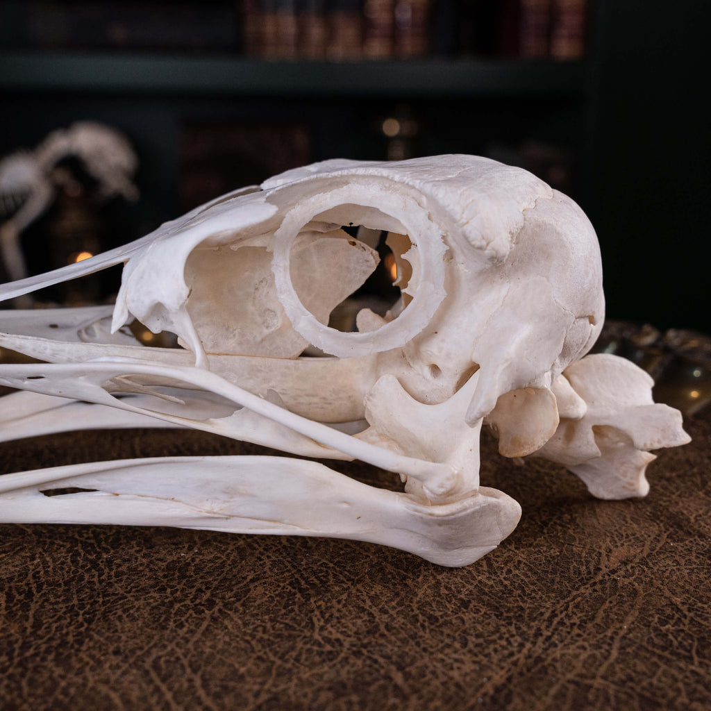 museum specimen collection bone collection, skeleton collection oddities and curiosities real ostrich skull real ostrich skeleton real bird skull biggest bird skull bird anatomy ostrich skull anatomy real ostrich taxidermy Emu skull