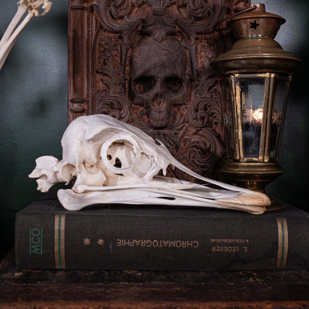 museum specimen collection bone collection, skeleton collection oddities and curiosities real ostrich skull real ostrich skeleton real bird skull biggest bird skull bird anatomy ostrich skull anatomy real ostrich taxidermy Emu skull