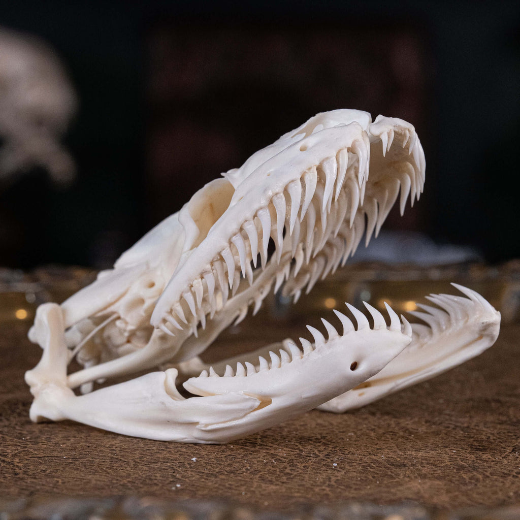 museum specimen collection bone collection, skeleton collection oddities and curiosities real snake skull real snake skeleton real python skull biggest snake snake jaw anatomy snake skull anatomy real python taxidermy anaconda skull