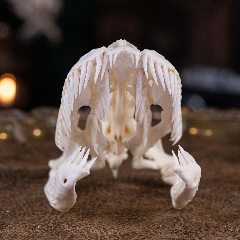 museum specimen collection bone collection, skeleton collection oddities and curiosities real snake skull real snake skeleton real python skull biggest snake snake jaw anatomy snake skull anatomy real python taxidermy anaconda skull