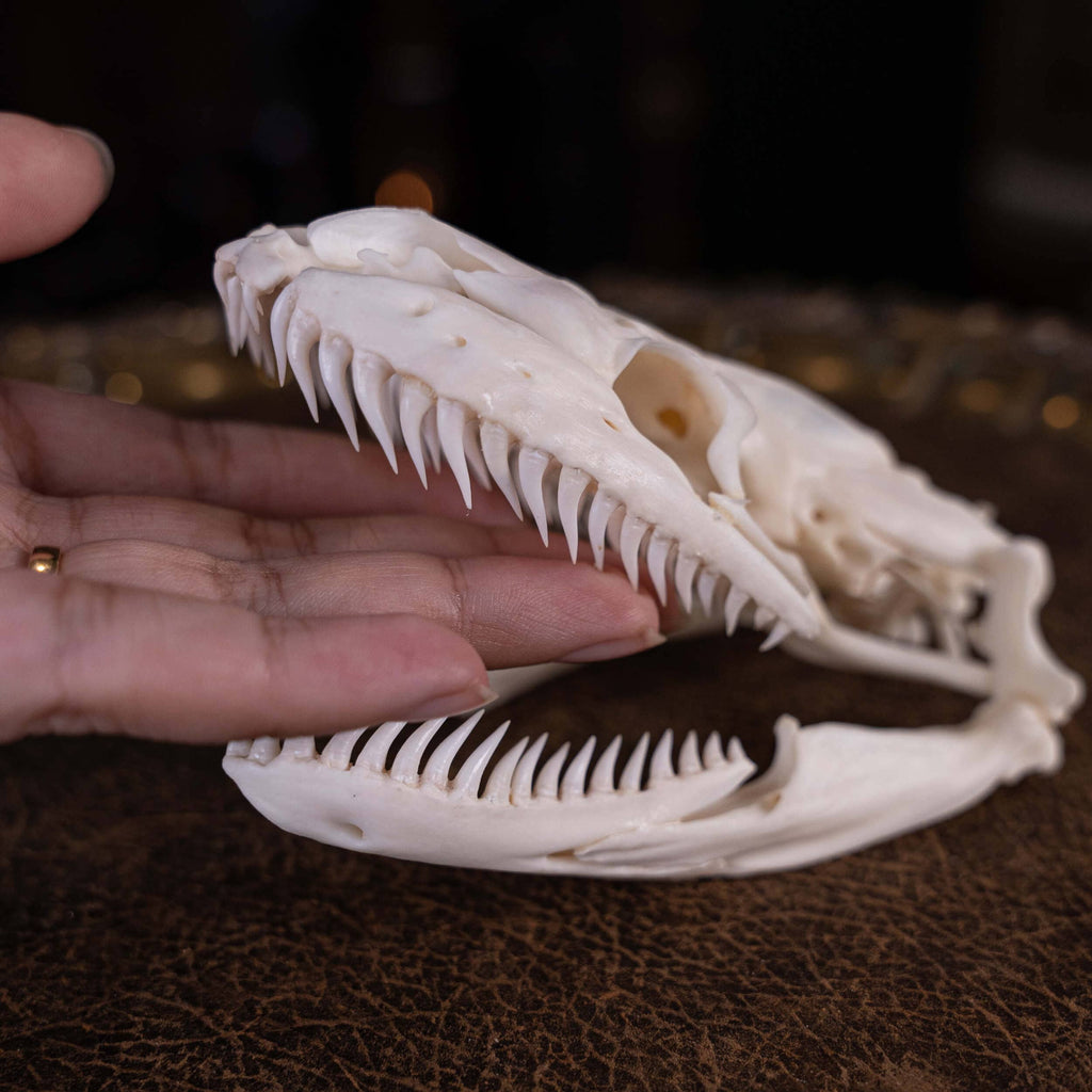 Python's Jaws Images Real Python skull 12 cm XXL, snake skull, snake taxidermy – Duy Ng Skeleton