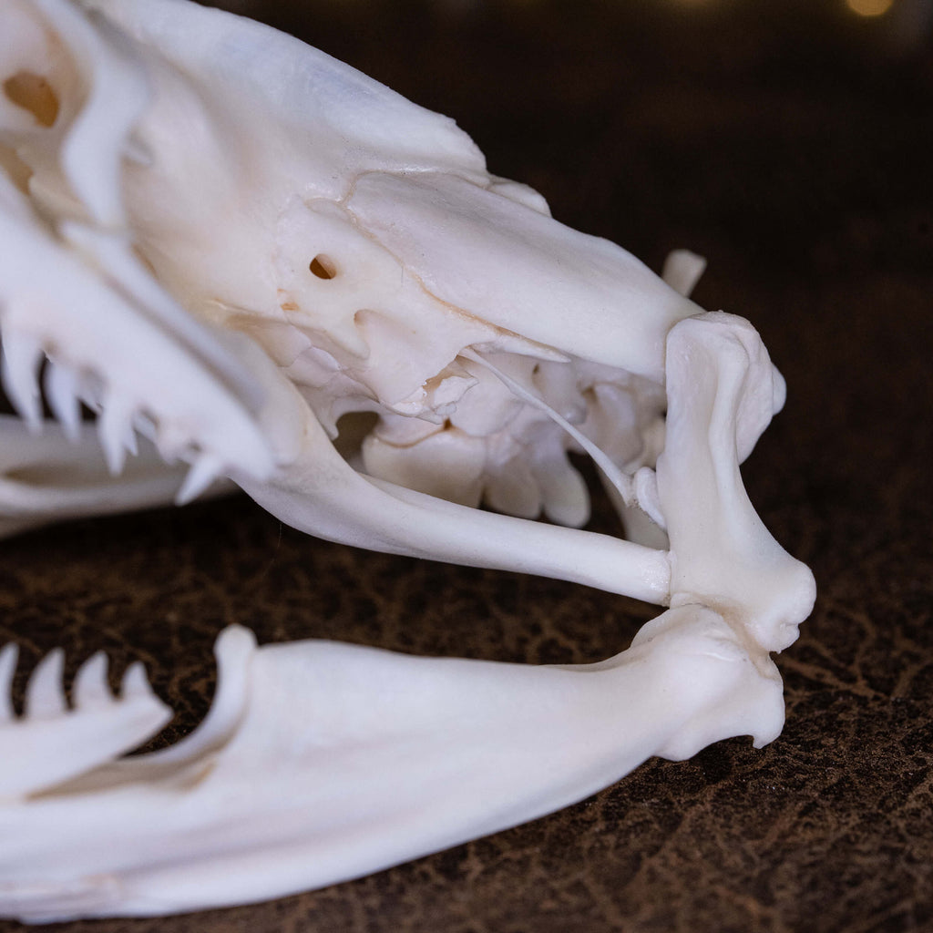 museum specimen collection bone collection, skeleton collection oddities and curiosities real snake skull real snake skeleton real python skull biggest snake snake jaw anatomy snake skull anatomy real python taxidermy anaconda skull
