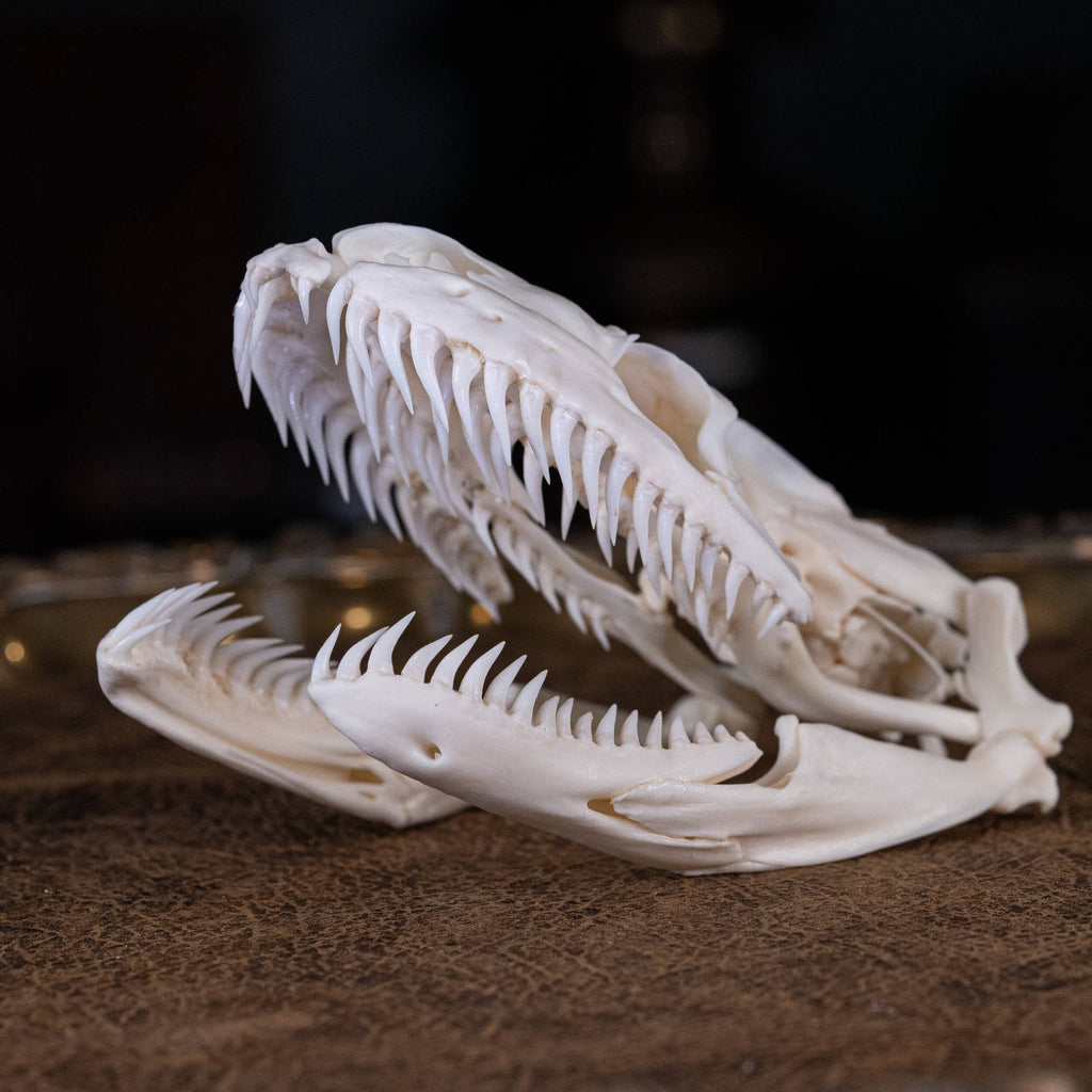 museum specimen collection bone collection, skeleton collection oddities and curiosities real snake skull real snake skeleton real python skull biggest snake snake jaw anatomy snake skull anatomy real python taxidermy anaconda skull