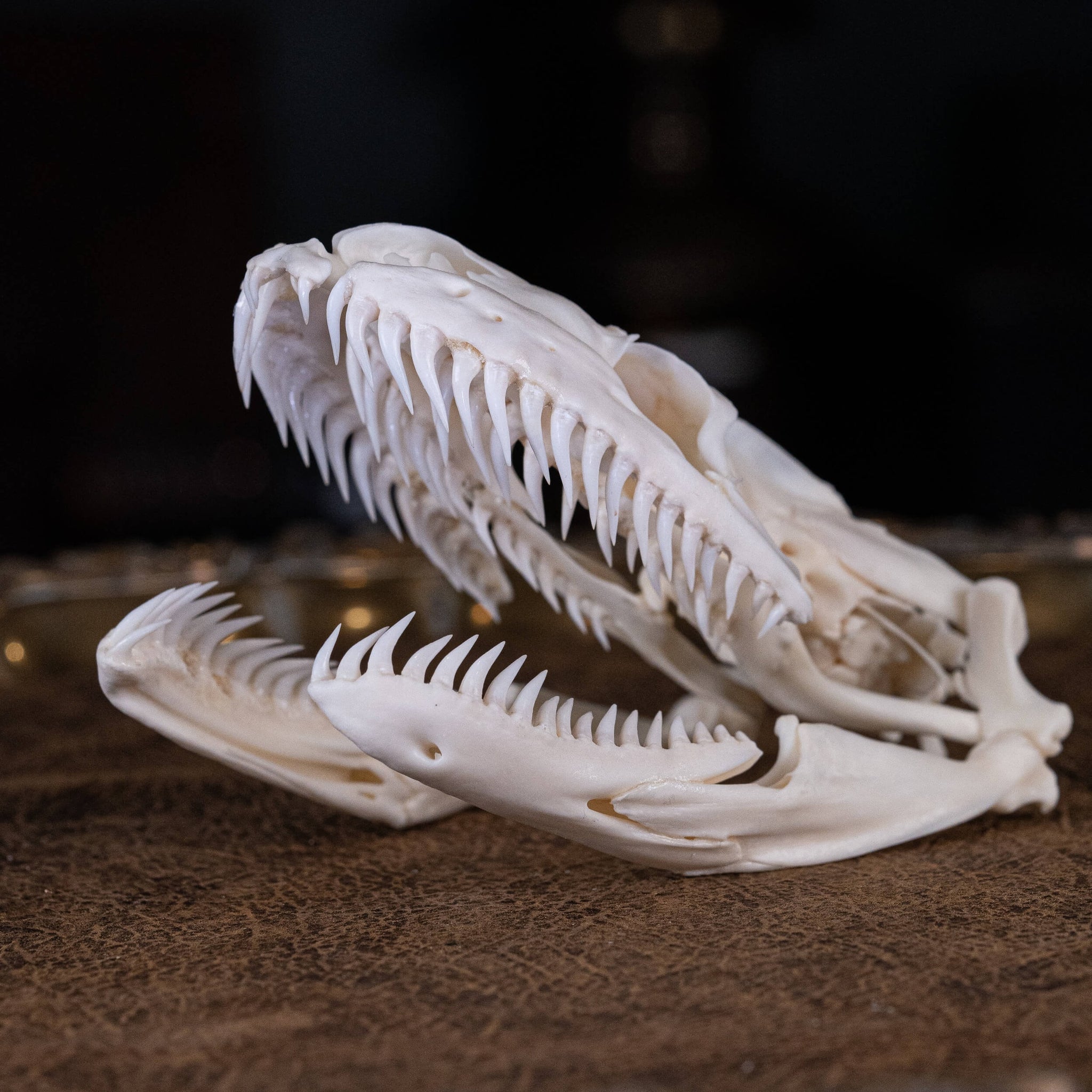 Python Skeleton File