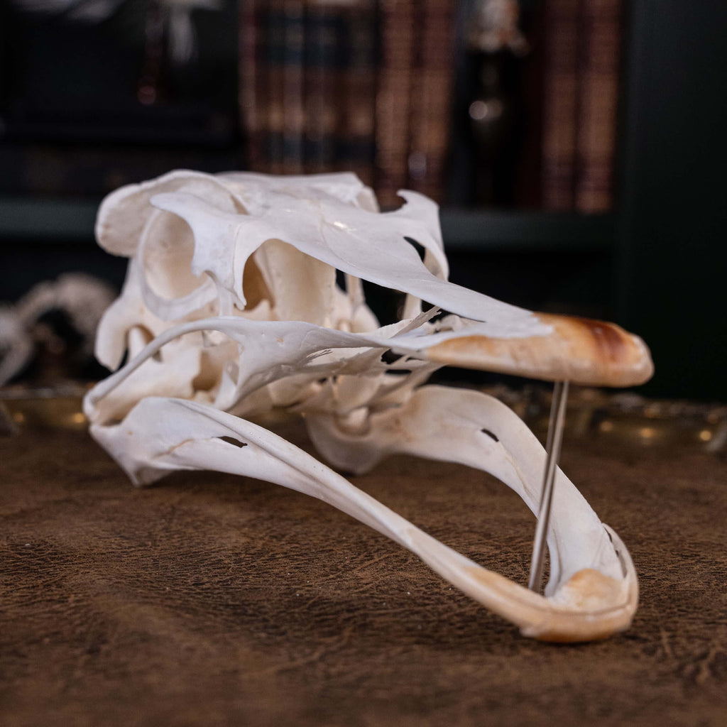 museum specimen collection bone collection, skeleton collection oddities and curiosities real ostrich skull real ostrich skeleton real bird skull biggest bird skull bird anatomy ostrich skull anatomy real ostrich taxidermy Emu skull